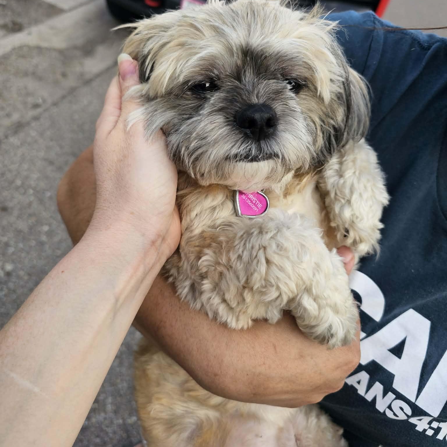 Enlarge Lovey, an adopted Shih Tzu in Salt Lake City, UT image 3/4