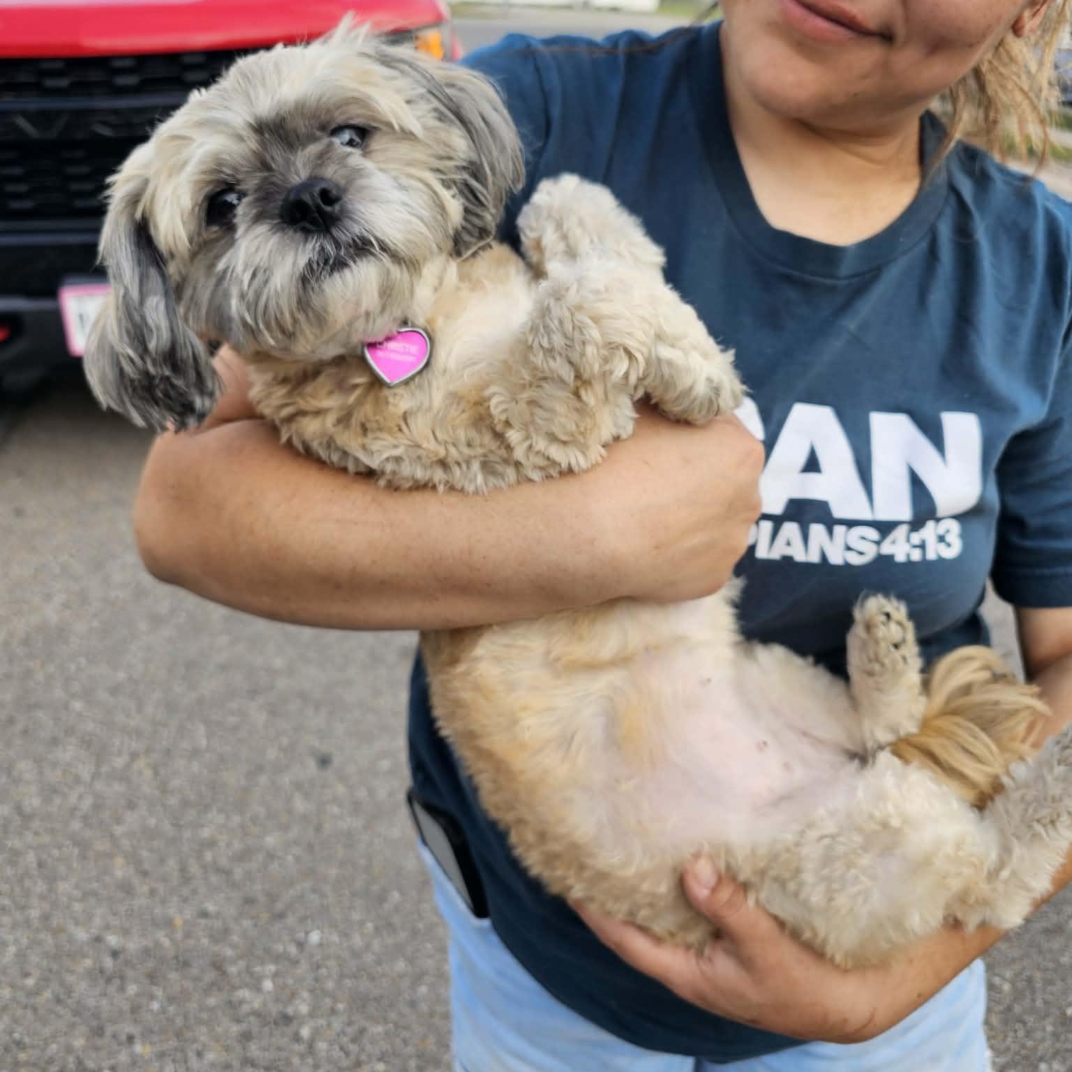 Lovey, adopted, Adult Female Shih Tzu.