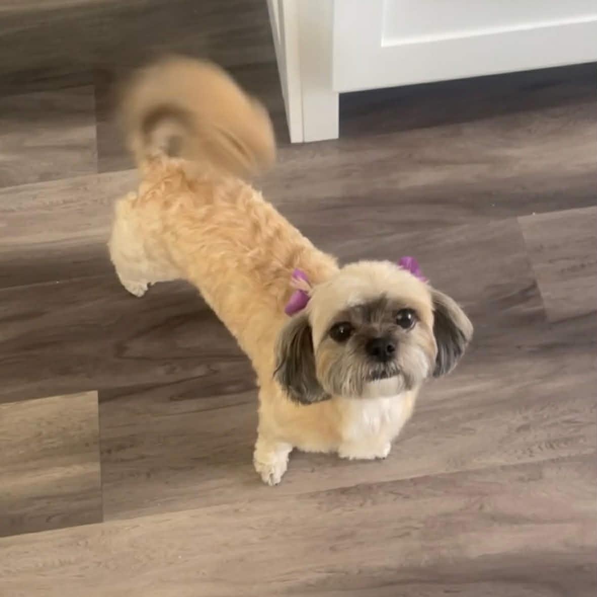 Enlarge Lovey, an adopted Shih Tzu in Salt Lake City, UT image 2/4