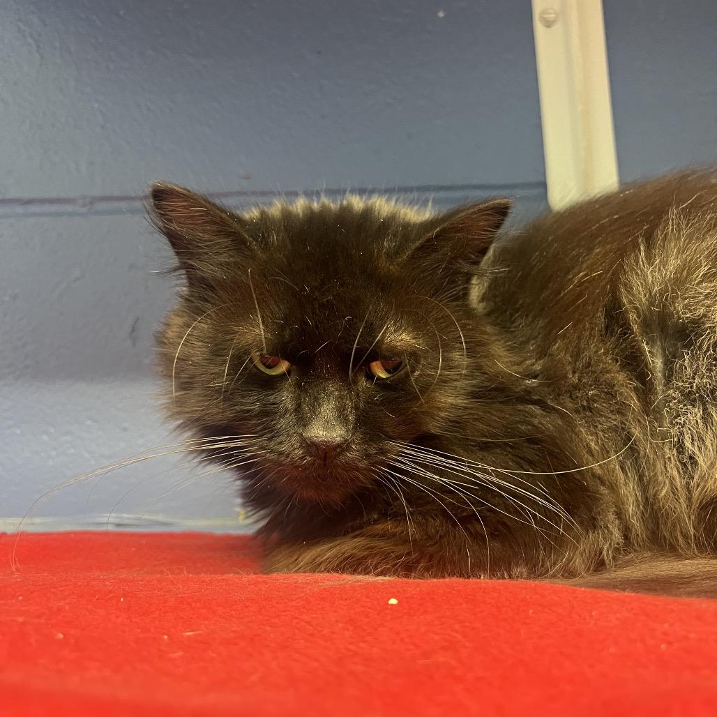 Titan, Adoptable, Senior Male Domestic Long Hair.