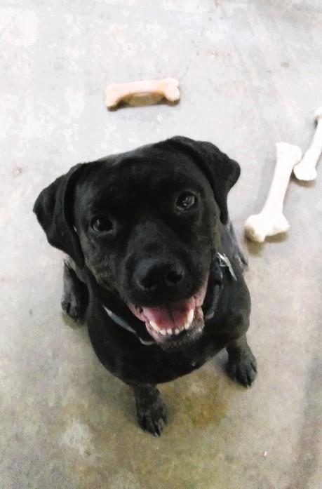 Enlarge Baby Crate & potty trained, a Adoptable mixed breed in Hot Springs, AR image 6/6