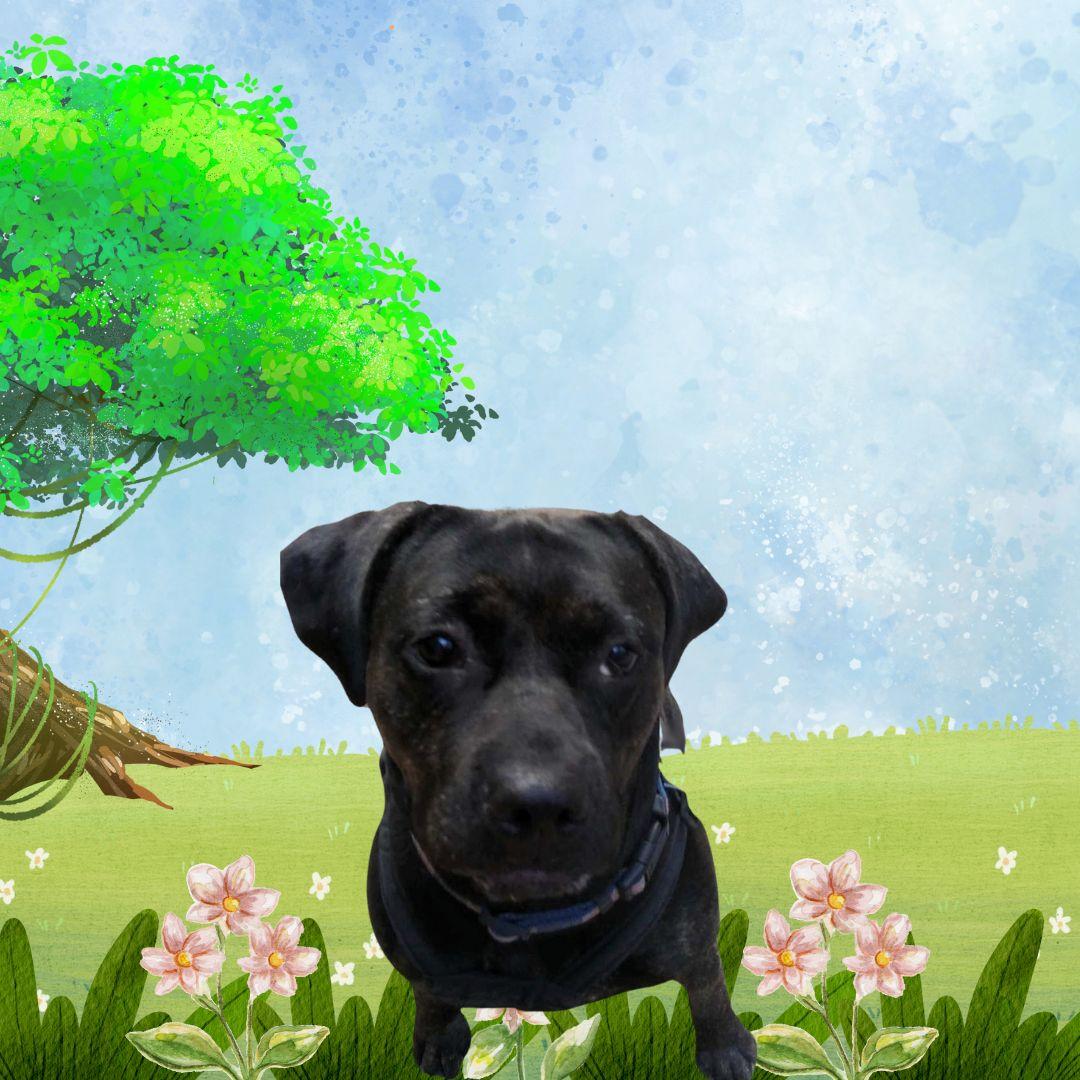 Baby Crate & potty trained, Adoptable, Adult Female Terrier & Mixed Breed.