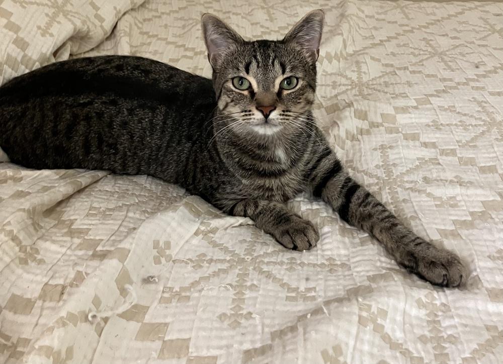 Enlarge Louie - ET (PetSmart Laurens Rd), a Adoptable Domestic Short Hair in Greenville, SC image 1/6