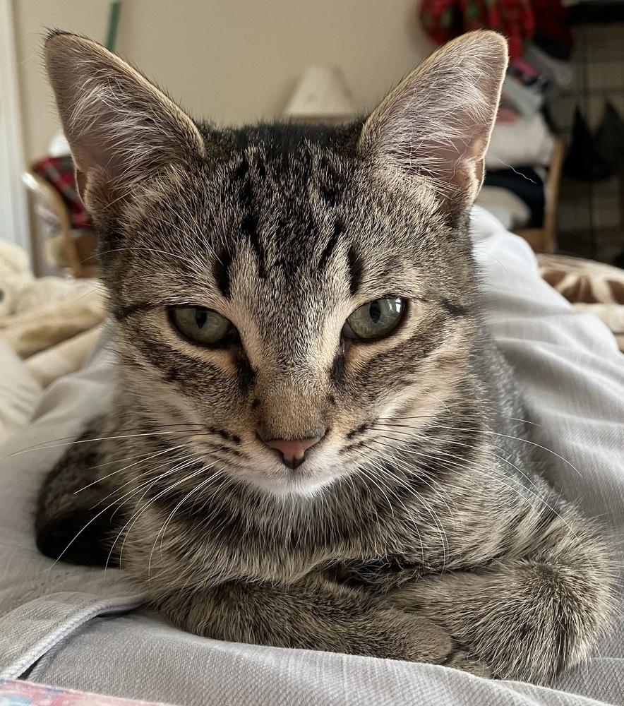 Enlarge Louie - ET (PetSmart Laurens Rd), a Adoptable Domestic Short Hair in Greenville, SC image 2/6
