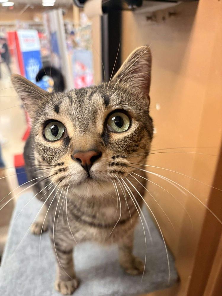 Enlarge Louie - ET (PetSmart Laurens Rd), a Adoptable Domestic Short Hair in Greenville, SC image 3/6