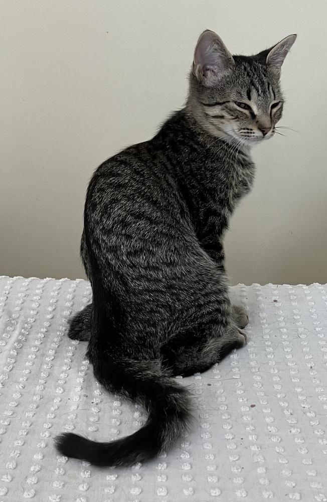 Enlarge Louie - ET (PetSmart Laurens Rd), a Adoptable Domestic Short Hair in Greenville, SC image 5/6