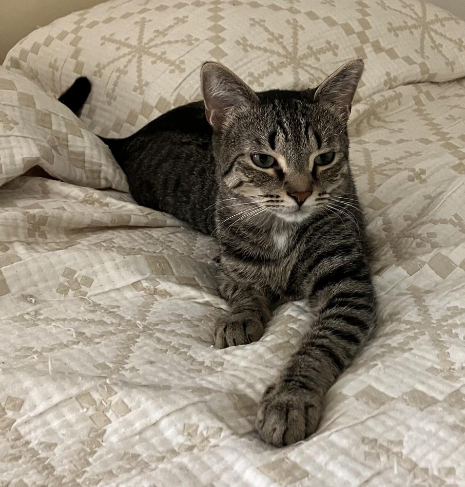 Enlarge Louie - ET (PetSmart Laurens Rd), a Adoptable Domestic Short Hair in Greenville, SC image 6/6