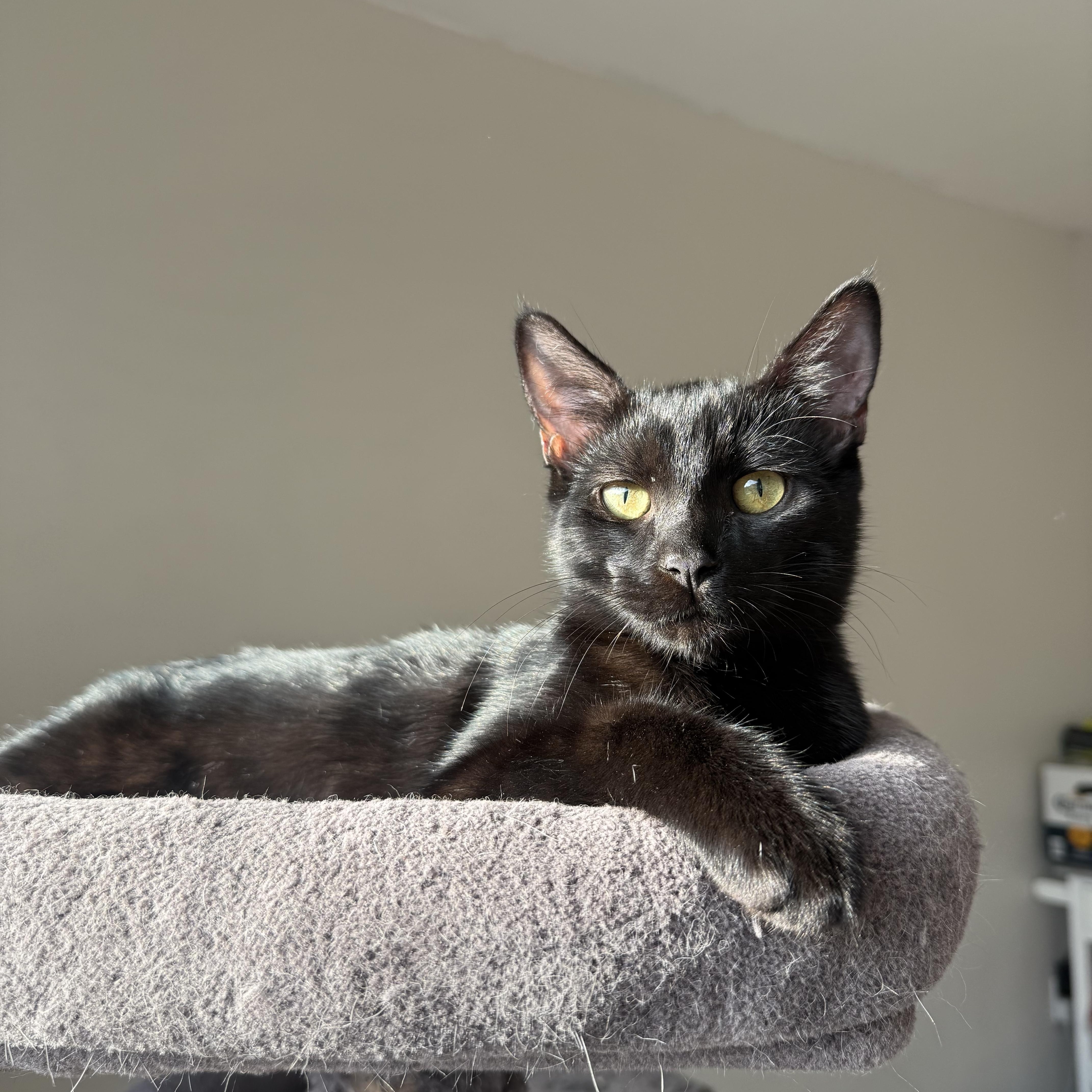 Enlarge Casper, a Adoptable Domestic Short Hair in Campbell, CA image 1/4