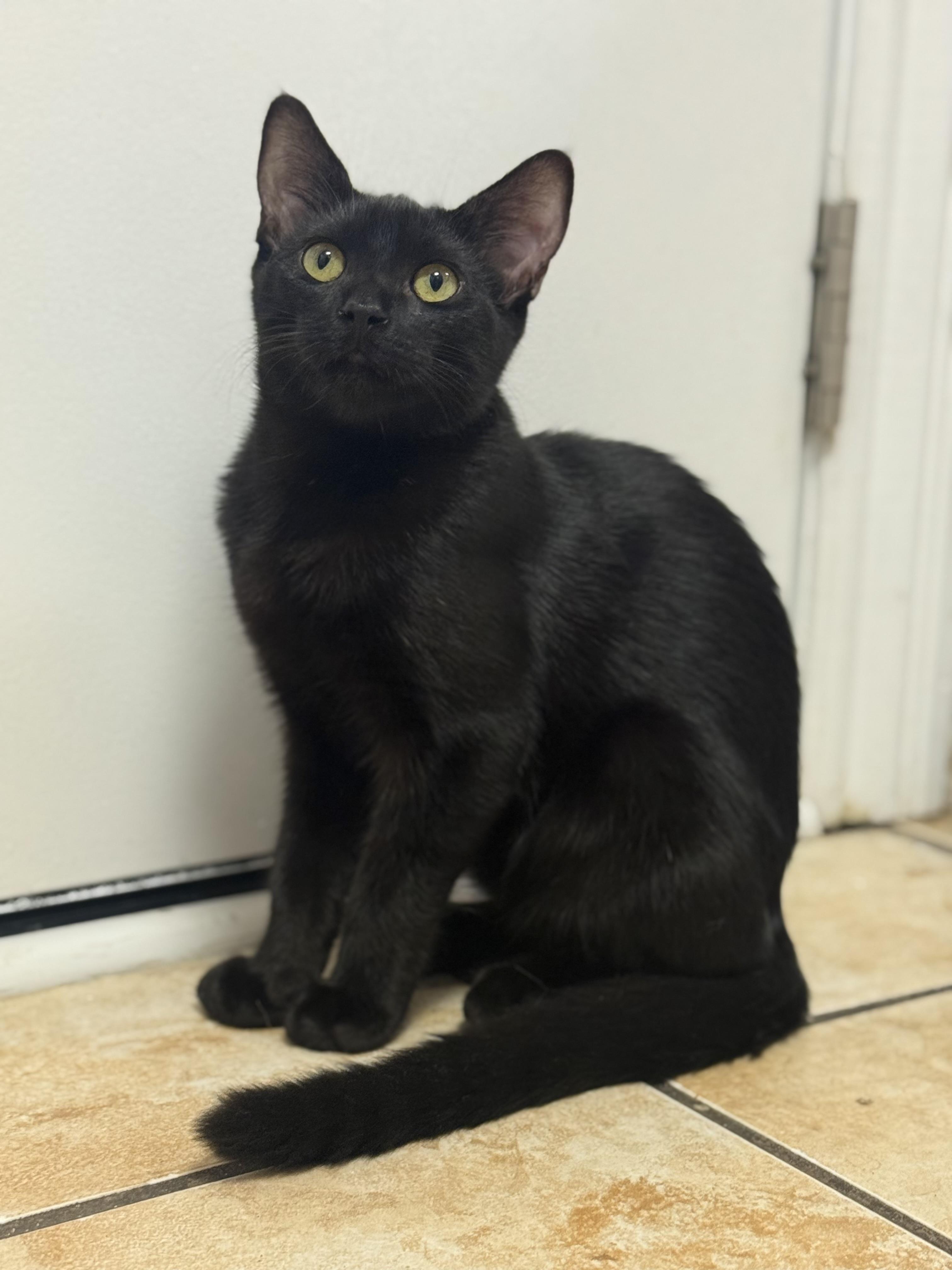 Enlarge Casper, a Adoptable Domestic Short Hair in Campbell, CA image 2/4