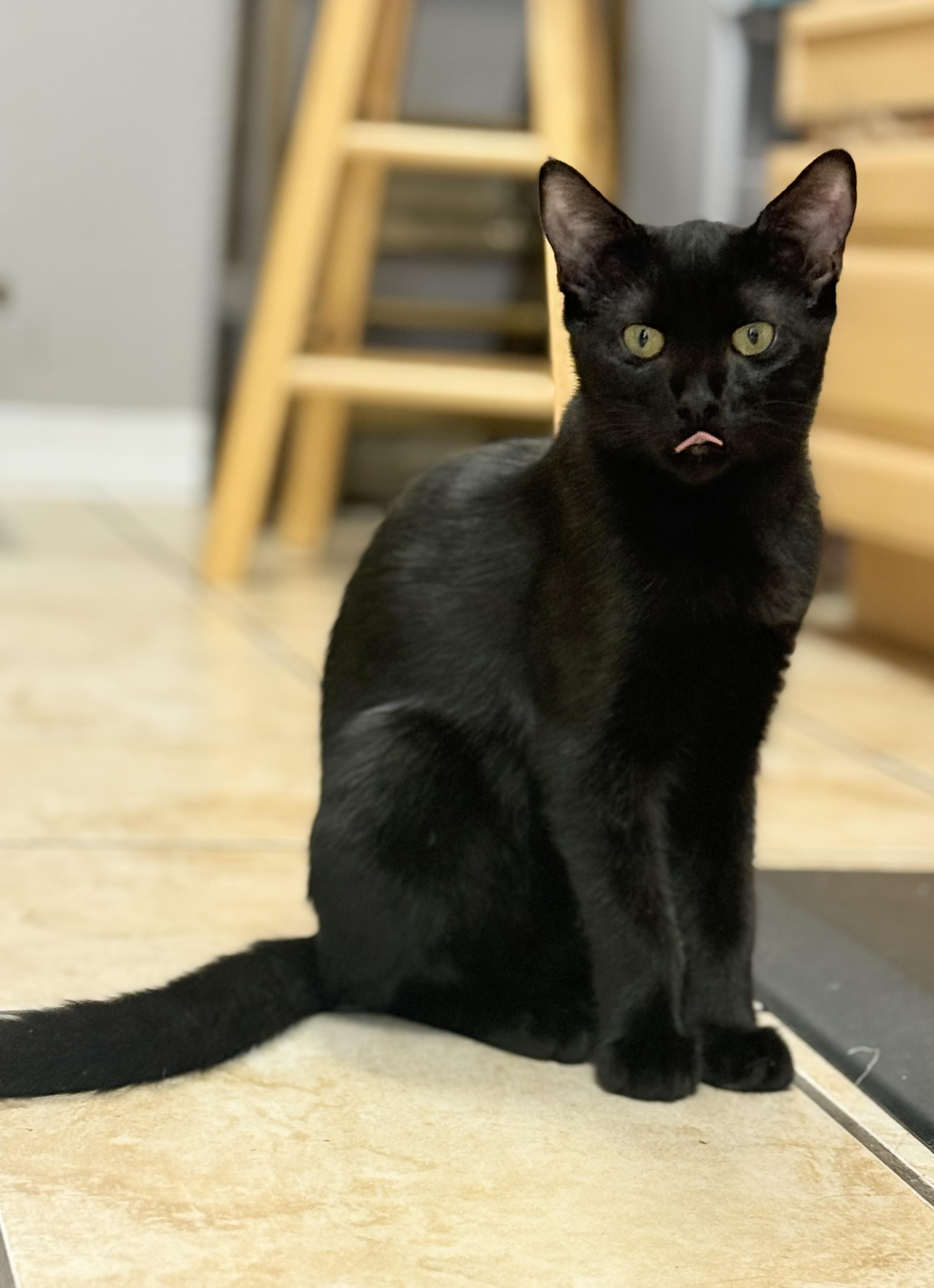 Enlarge Casper, a Adoptable Domestic Short Hair in Campbell, CA image 4/4