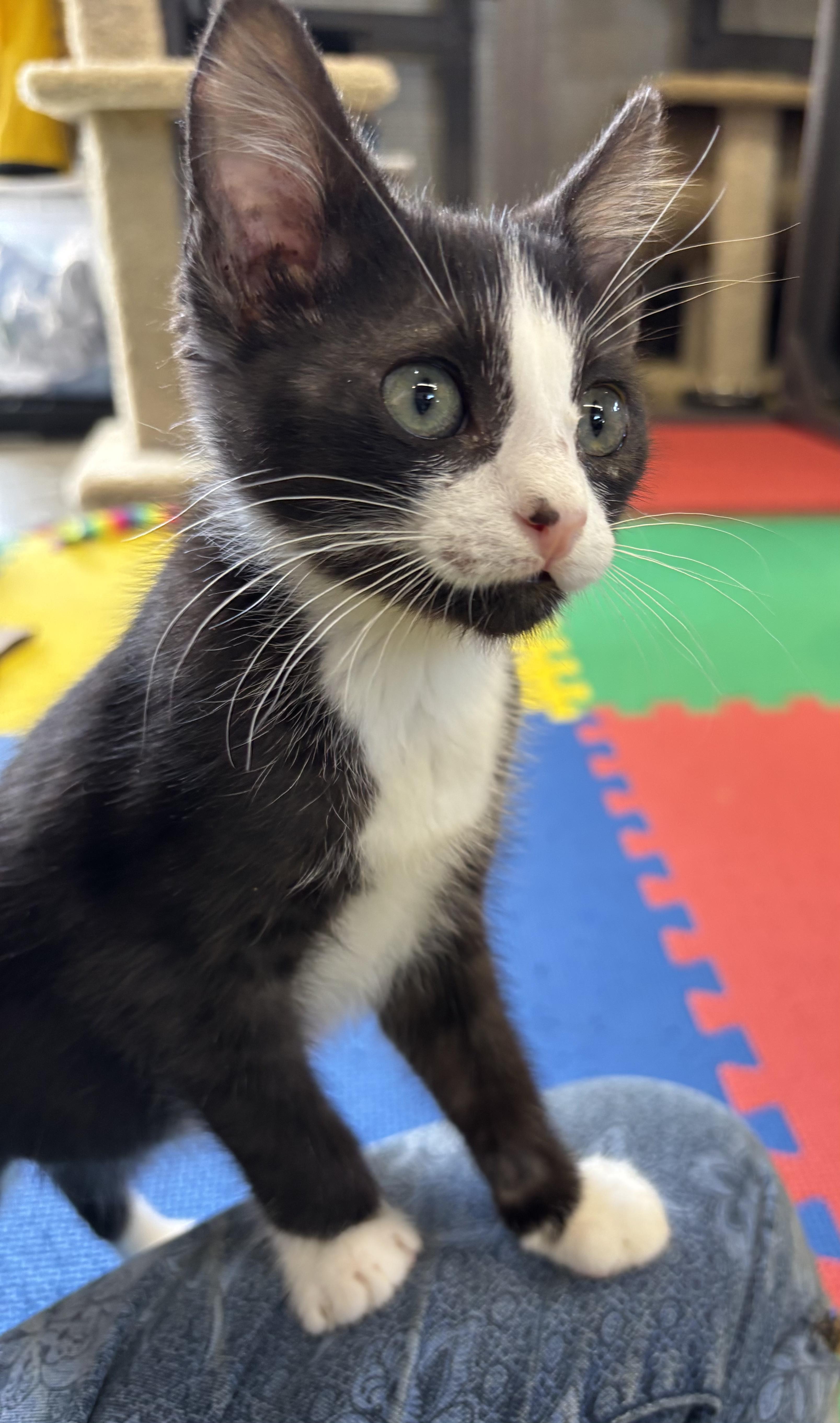 Enlarge Tango, a Adoptable Domestic Short Hair in Tillamook, OR image 4/5