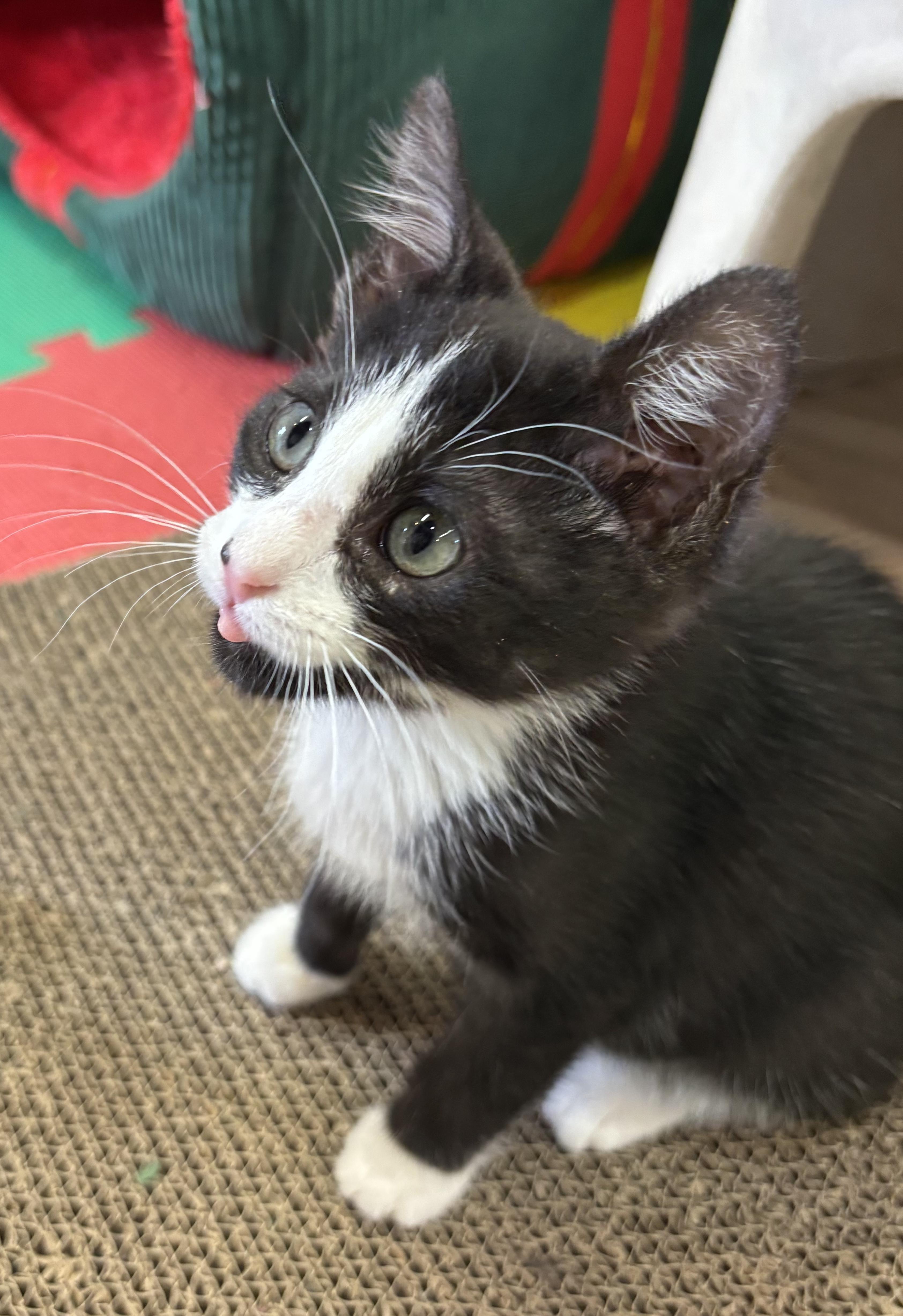 Enlarge Tango, a Adoptable Domestic Short Hair in Tillamook, OR image 1/5