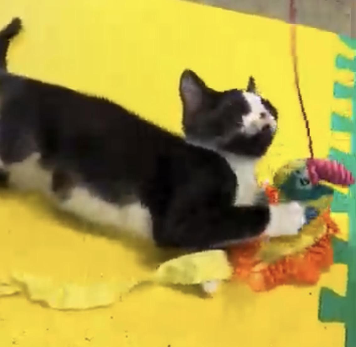 Enlarge Tango, a Adoptable Domestic Short Hair in Tillamook, OR image 2/5