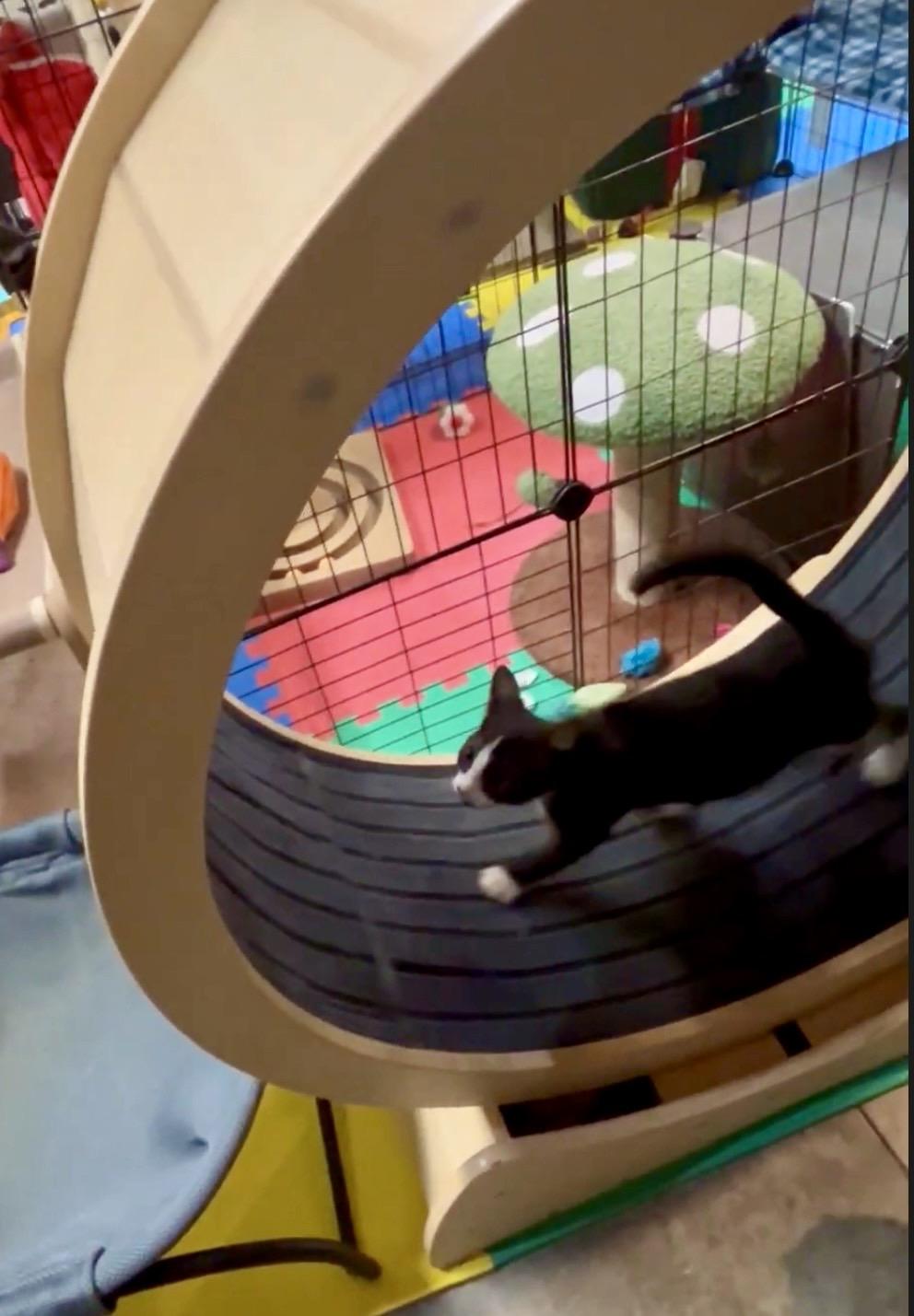 Enlarge Tango, a Adoptable Domestic Short Hair in Tillamook, OR image 3/5