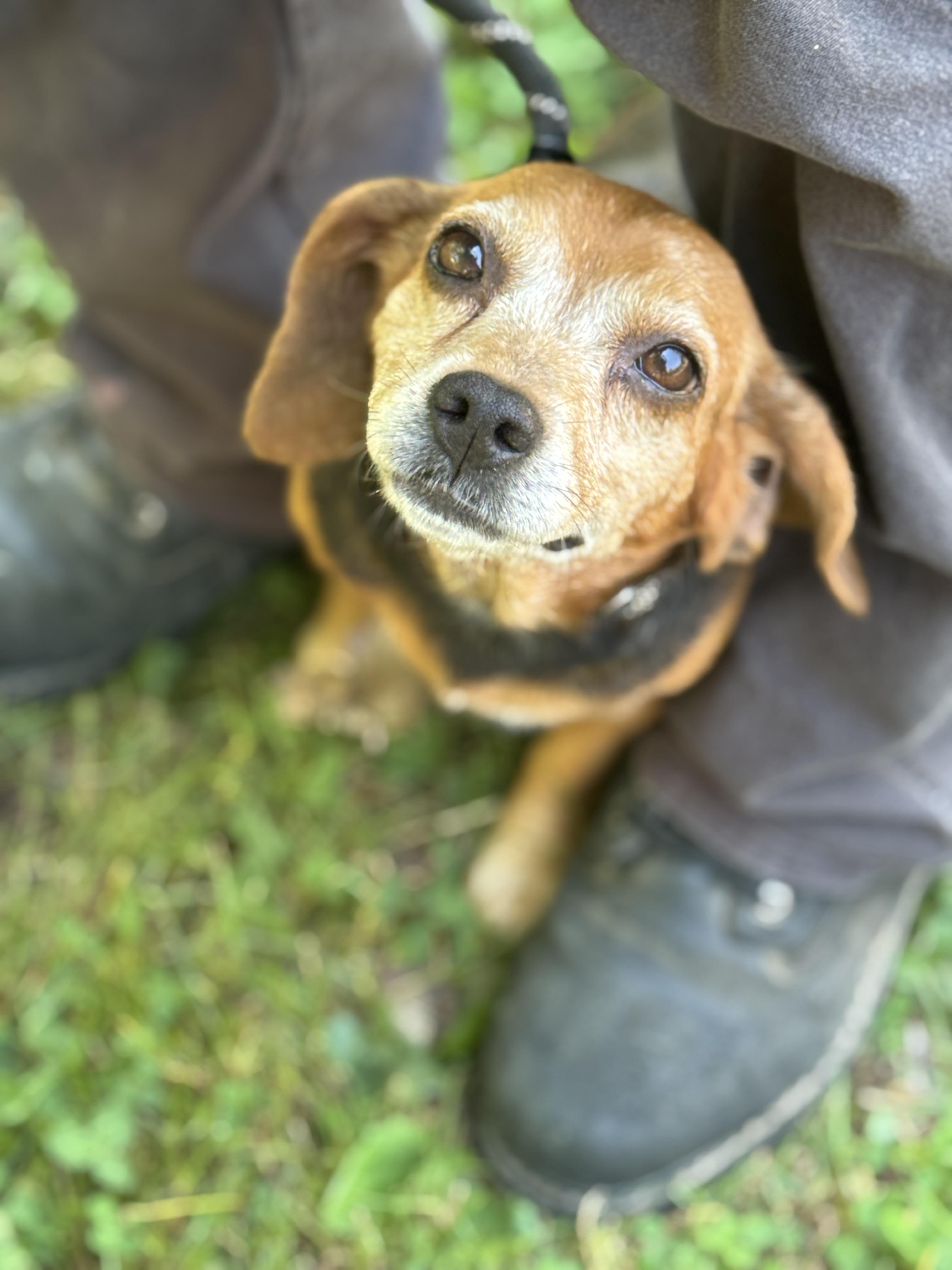 Enlarge Ballerina, an adopted Beagle in Richmond, VA image 1/6