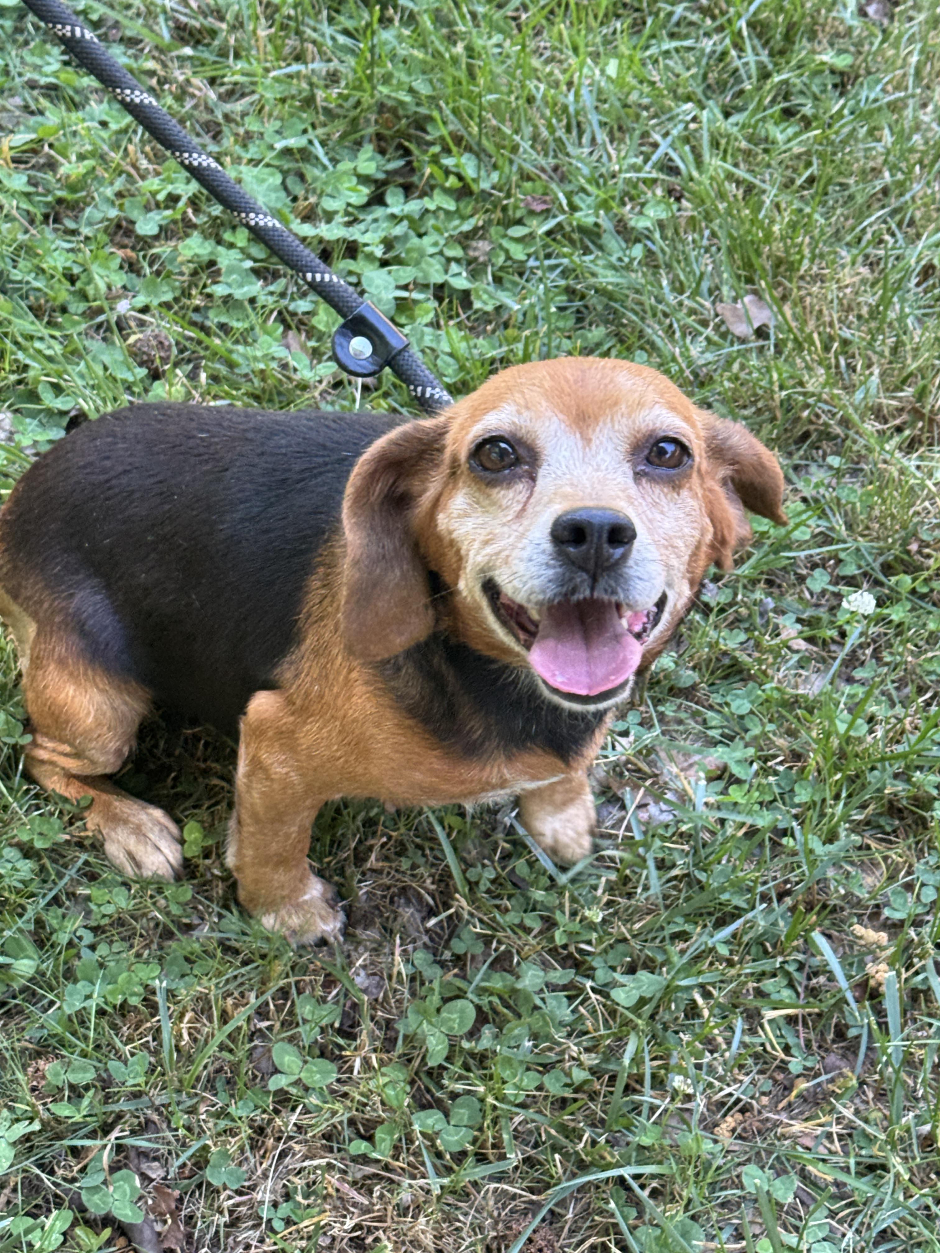 Enlarge Ballerina, an adopted Beagle in Richmond, VA image 4/6