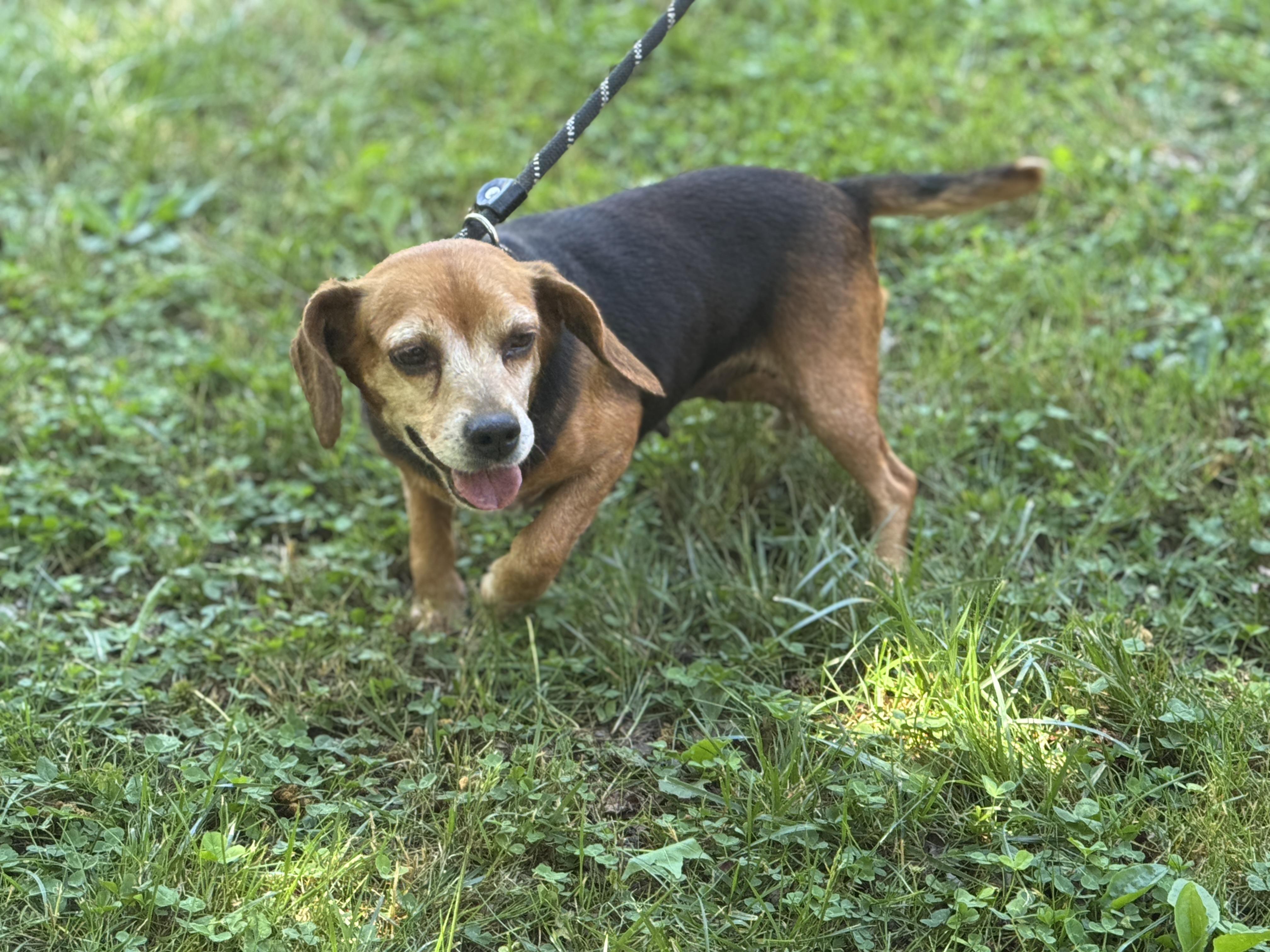Enlarge Ballerina, an adopted Beagle in Richmond, VA image 5/6