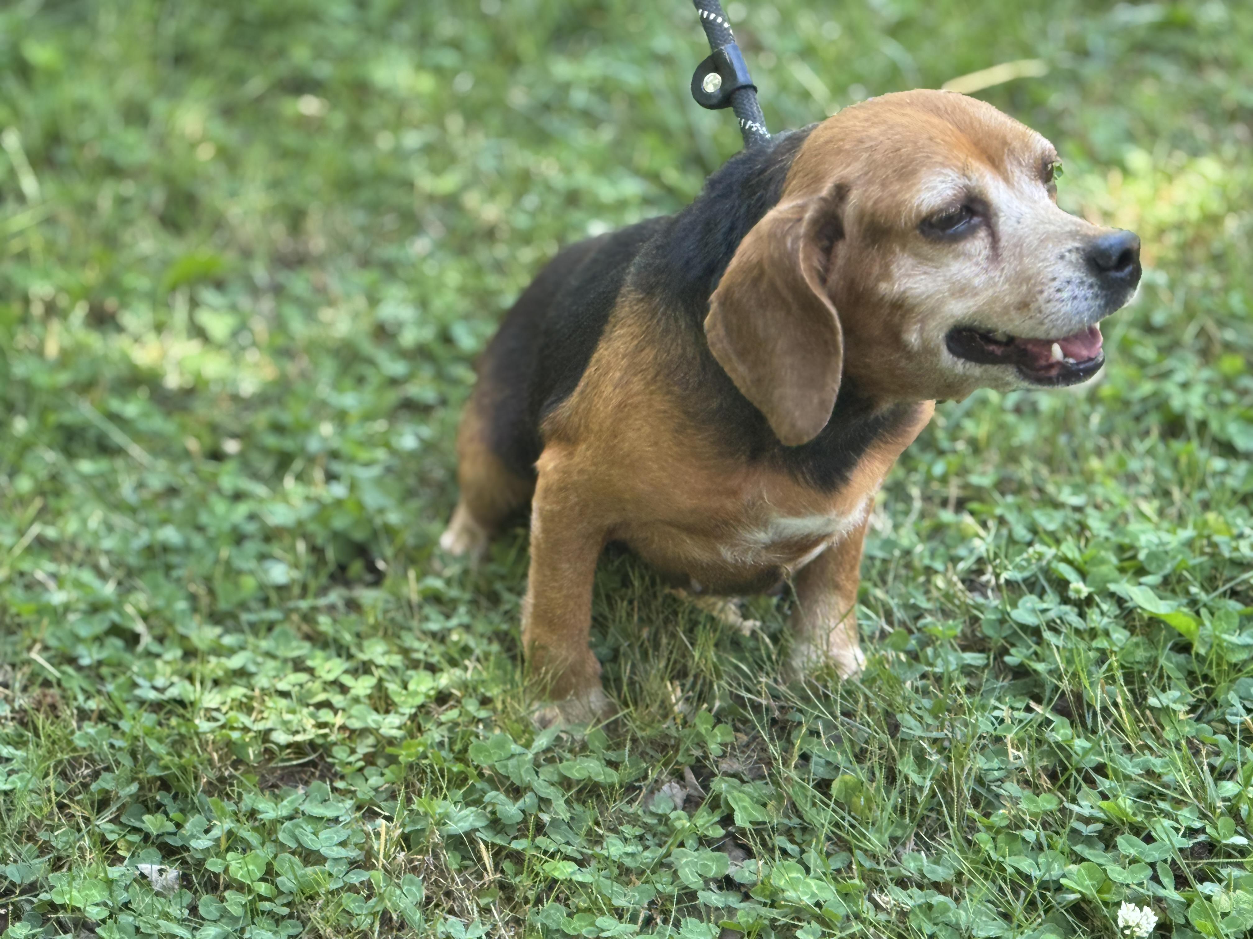 Enlarge Ballerina, an adopted Beagle in Richmond, VA image 6/6