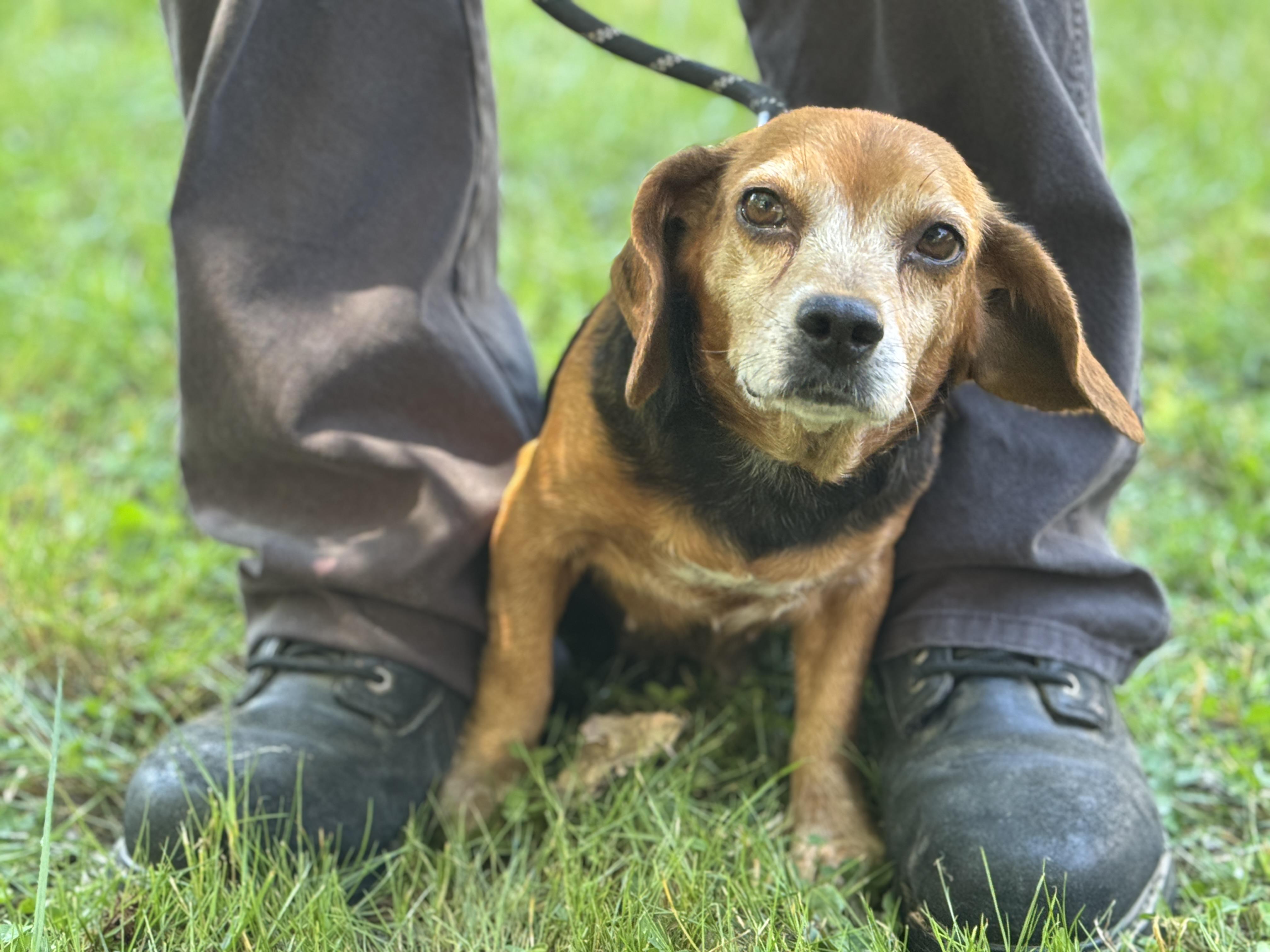 Enlarge Ballerina, an adopted Beagle in Richmond, VA image 3/6