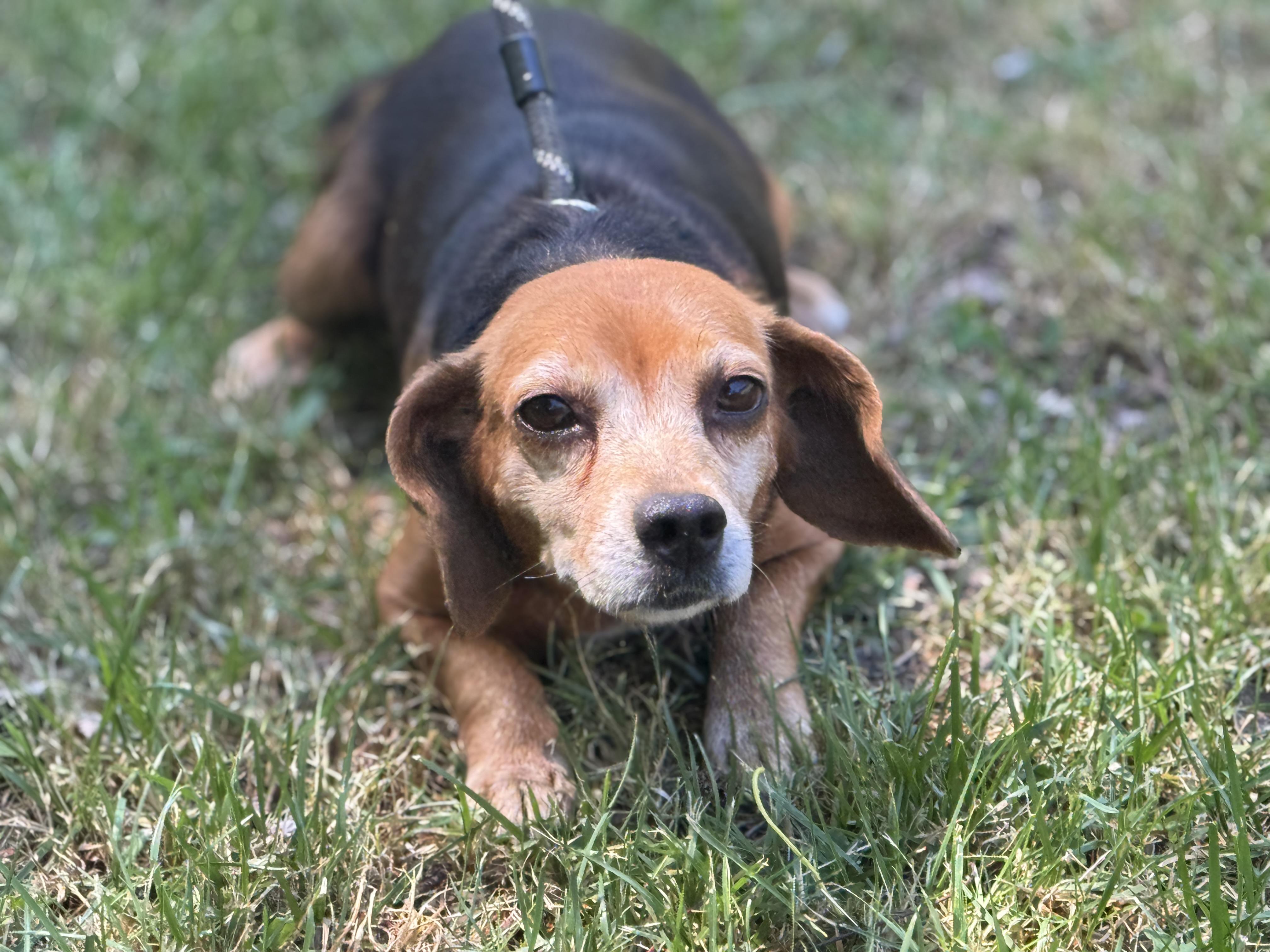 Enlarge Ballerina, an adopted Beagle in Richmond, VA image 2/6