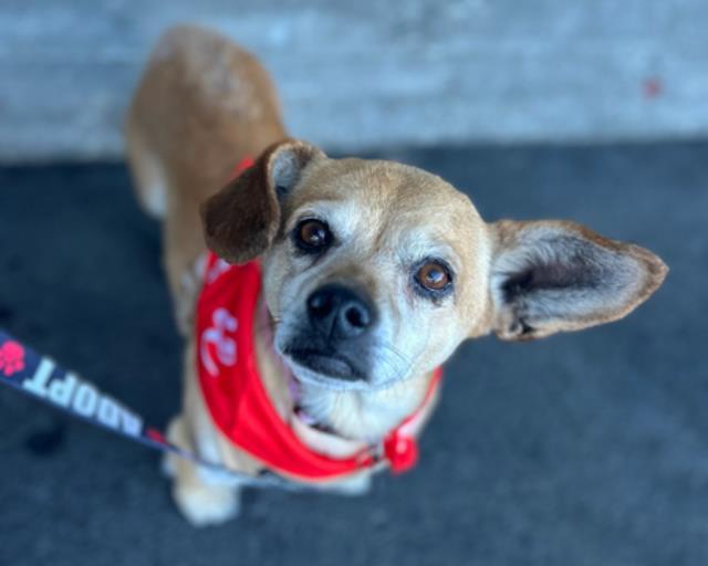 Enlarge JEFFY, a Adoptable mixed breed in Martinez, CA image 1/1