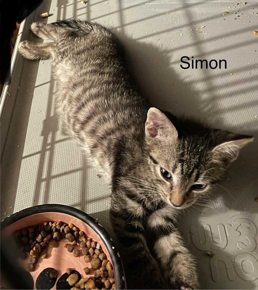 Simon, Adoptable, Kitten Male Domestic Short Hair.