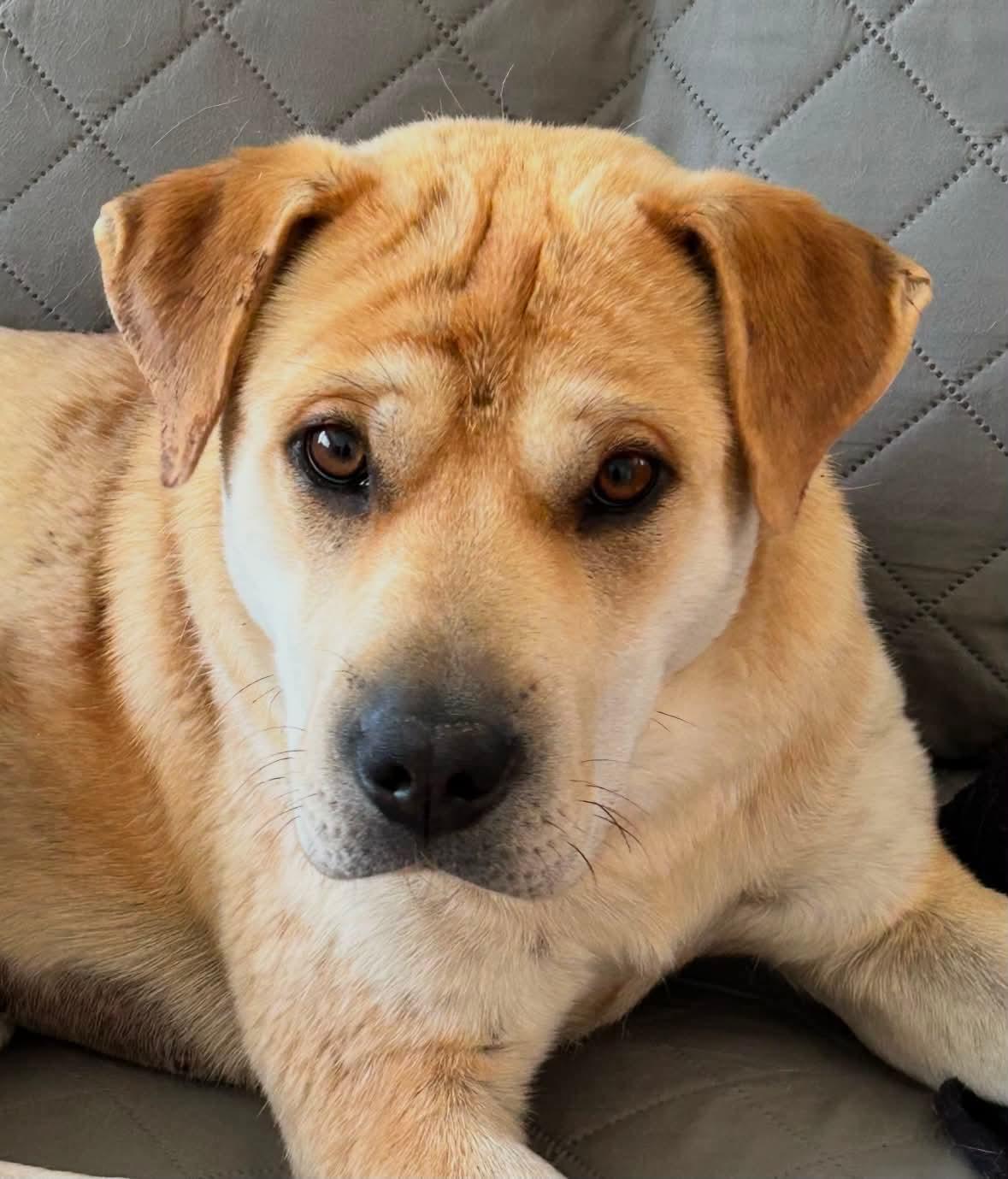Enlarge Samantha, a ADOPTABLE mixed breed in Winnipeg, MB image 2/3