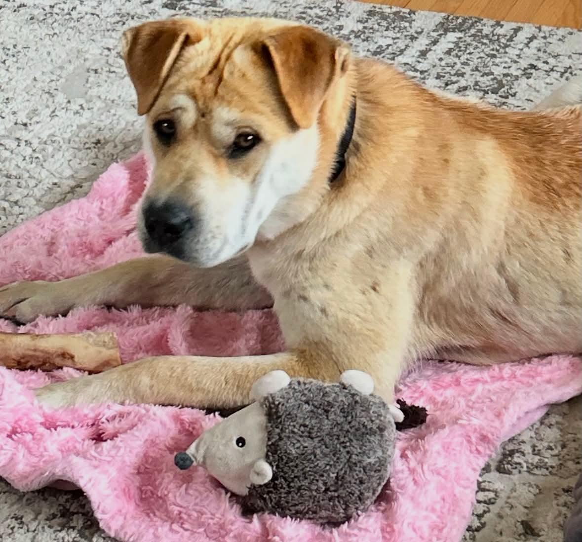 Enlarge Samantha, a ADOPTABLE mixed breed in Winnipeg, MB image 1/3