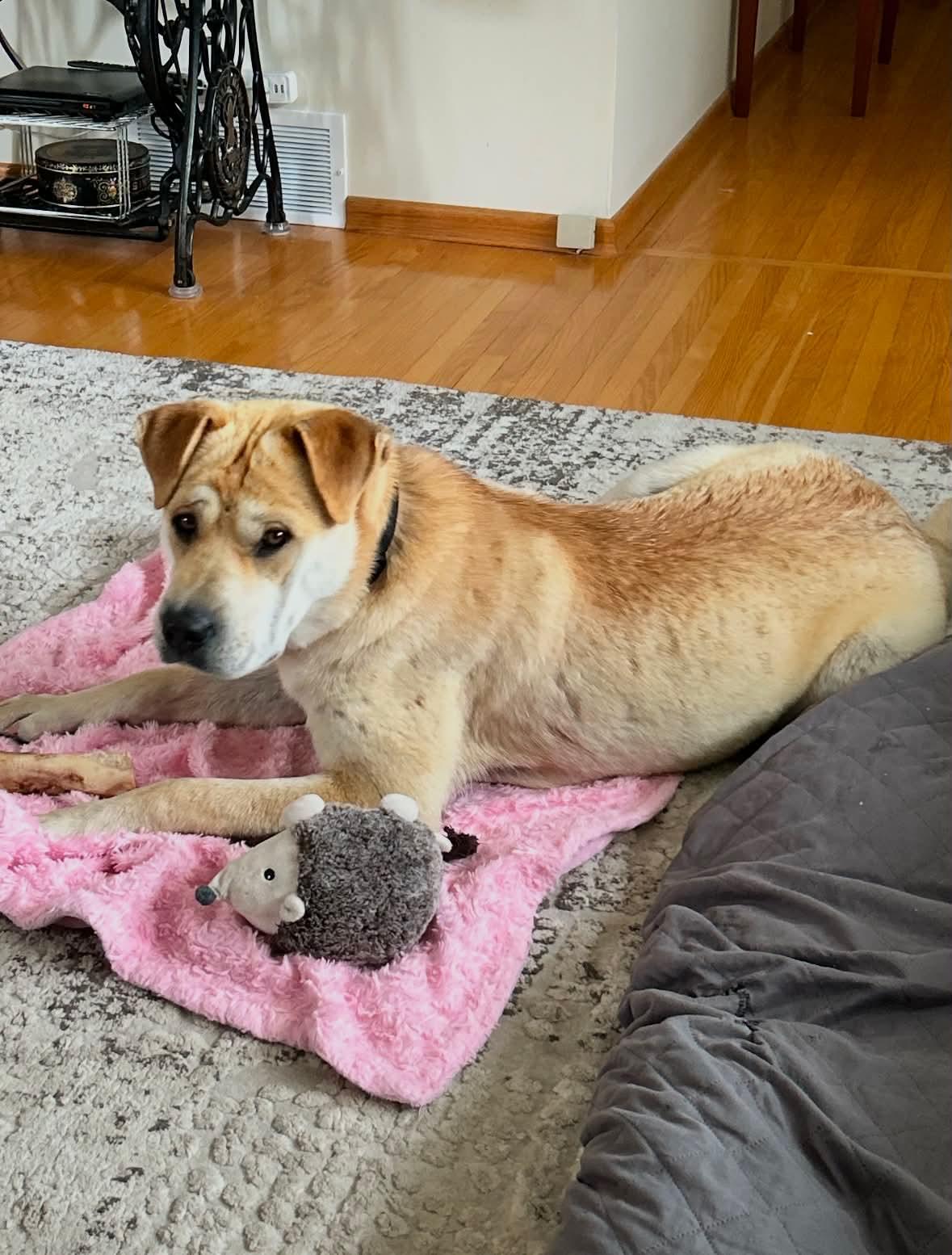Enlarge Samantha, a ADOPTABLE mixed breed in Winnipeg, MB image 3/3