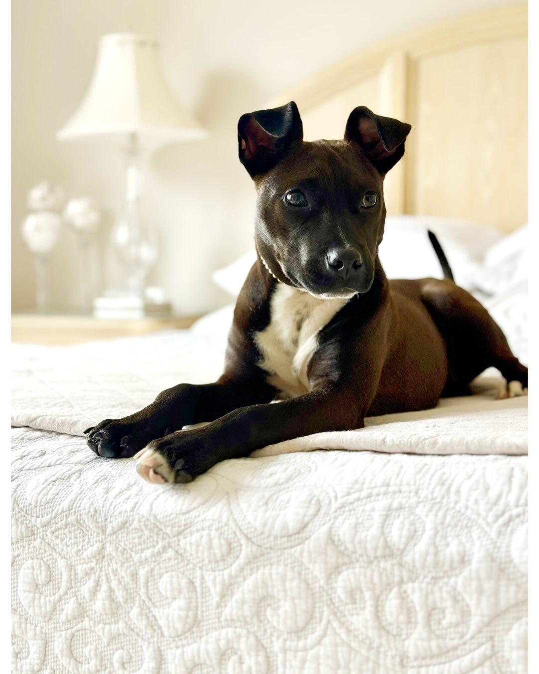 WINNIE, Adoptable, Young Female Terrier.