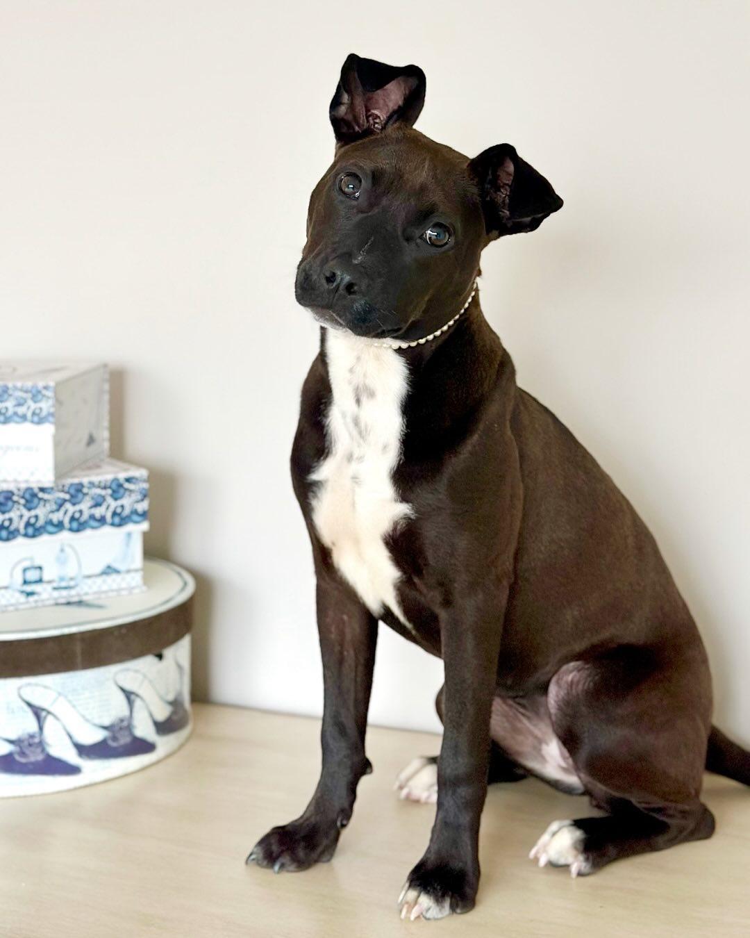 WINNIE, Adoptable, Young Female Staffordshire Bull Terrier & Australian Cattle Dog / Blue Heeler.