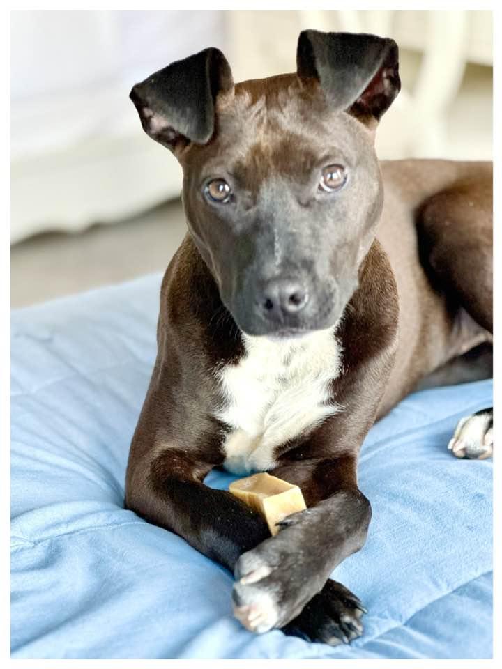 WINNIE, Adoptable, Young Female Terrier.