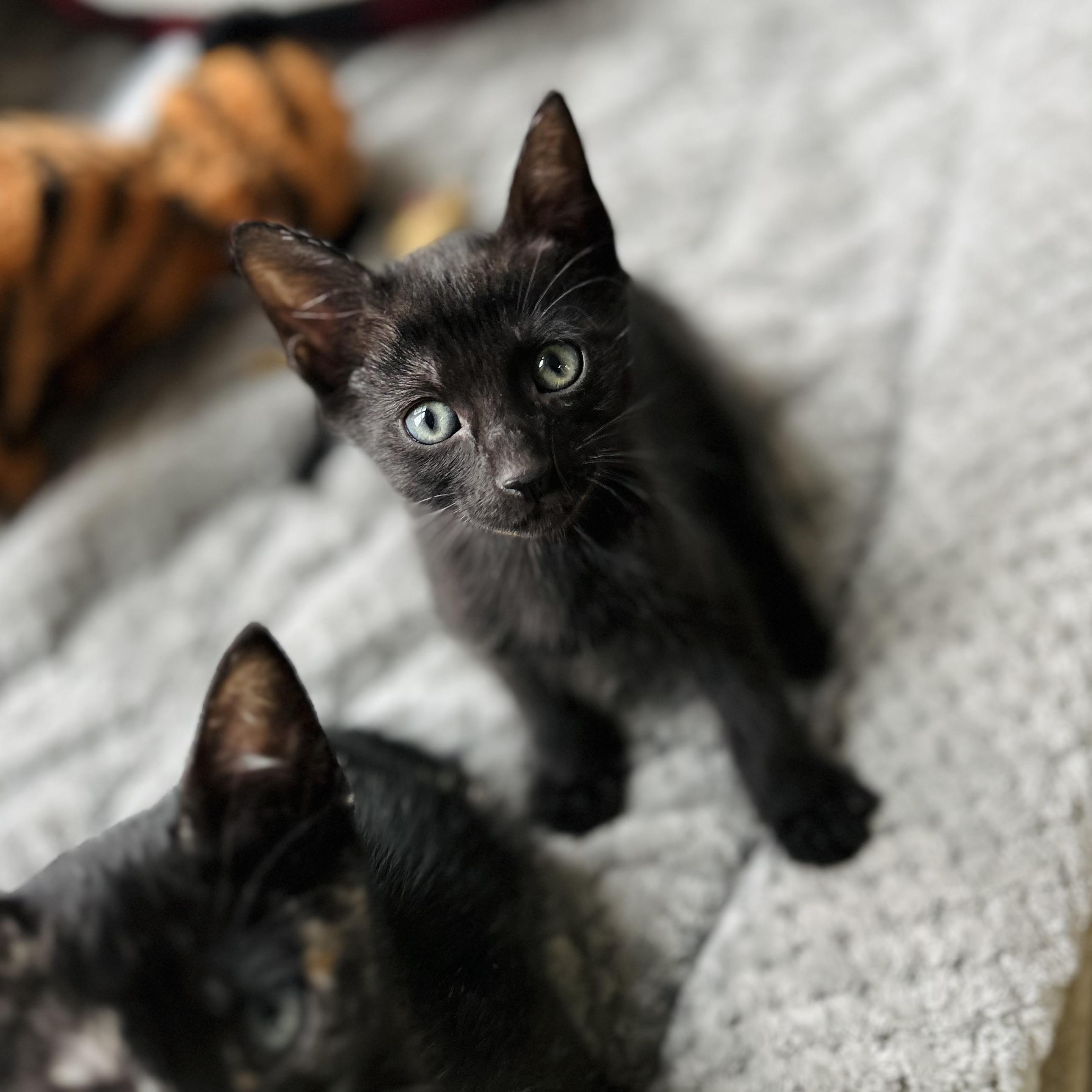 Noir, an adopted American Shorthair in Seguin, TX image 1/2