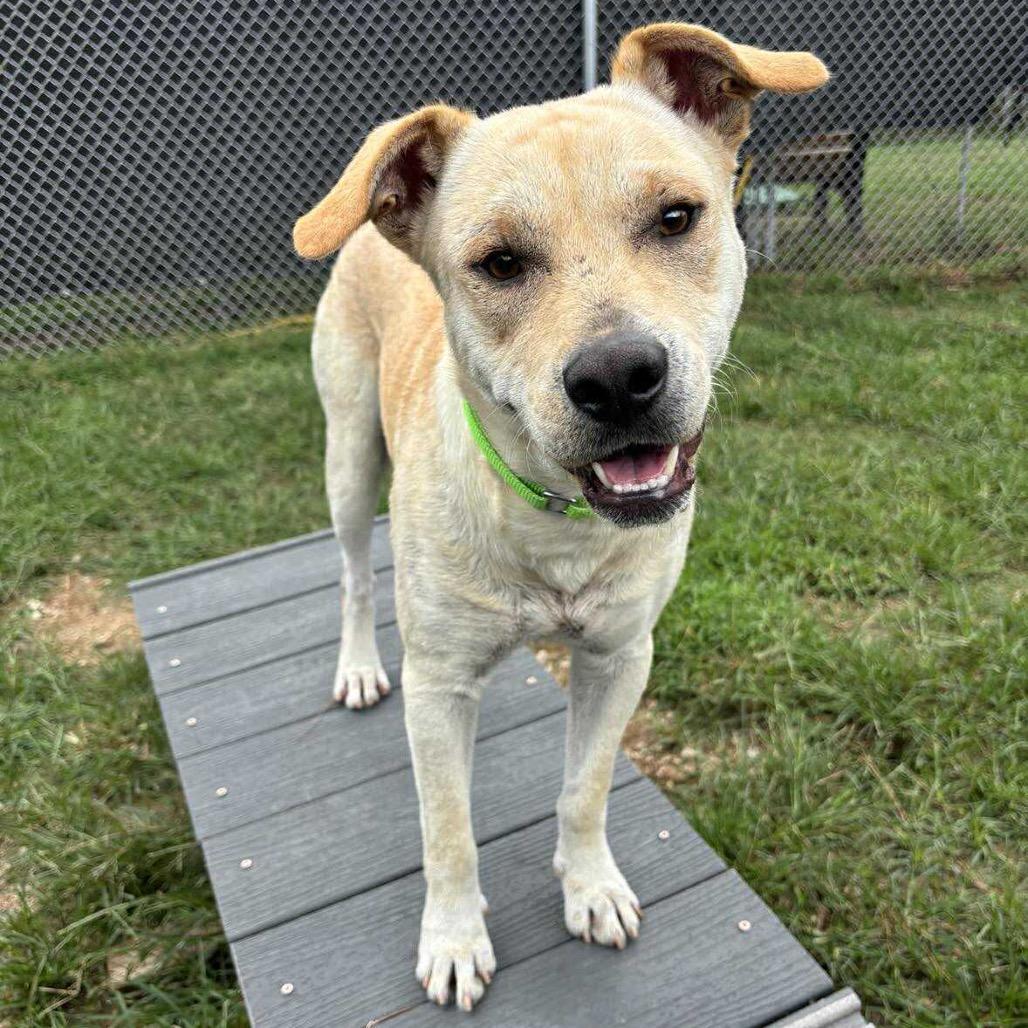 Enlarge Tamale, a Adoptable Yellow Labrador Retriever in Spring, TX image 1/6