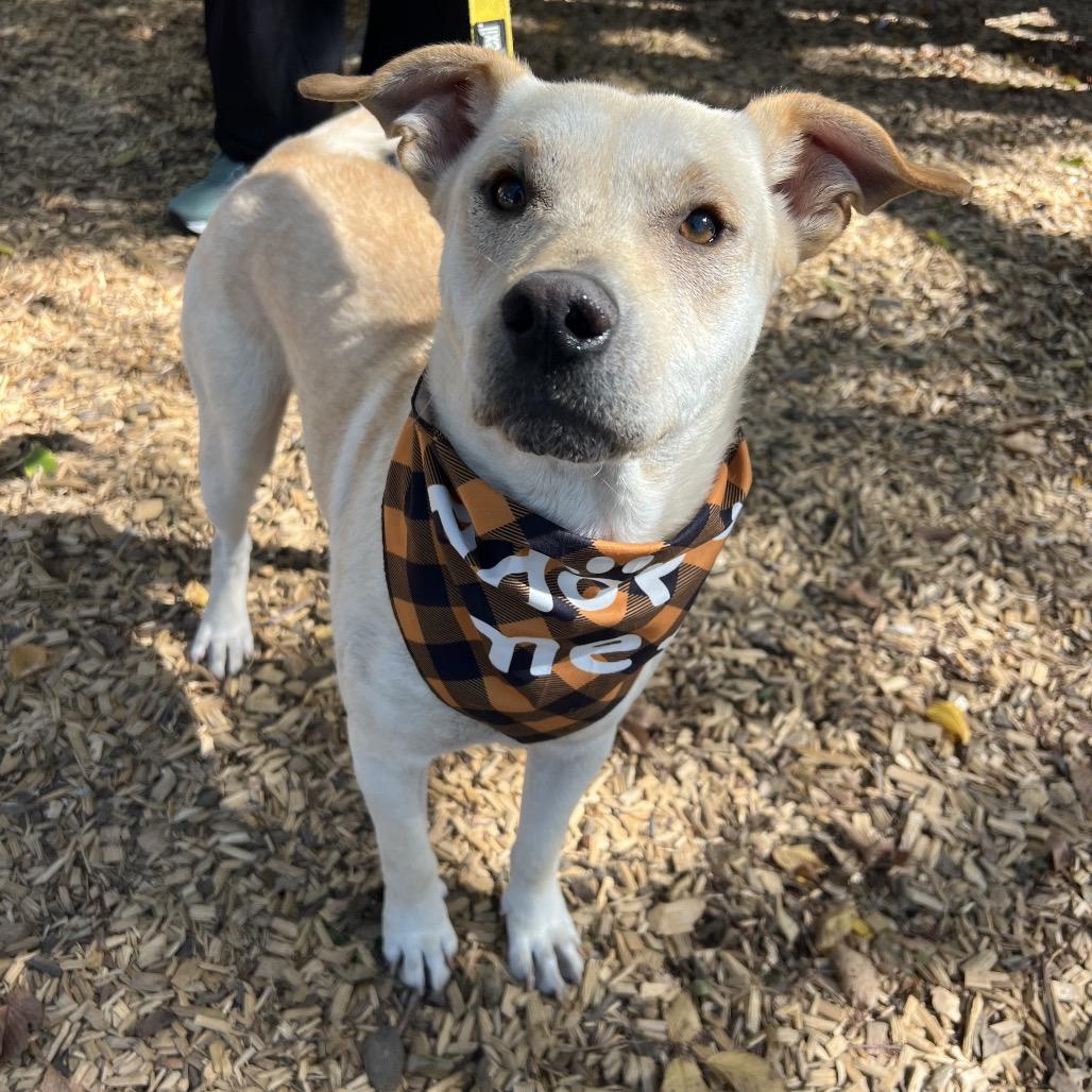 Enlarge Tamale, a Adoptable Yellow Labrador Retriever in Spring, TX image 4/6