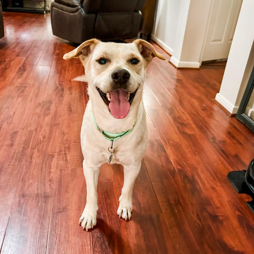 Enlarge Tamale, a Adoptable Yellow Labrador Retriever in Spring, TX image 5/6