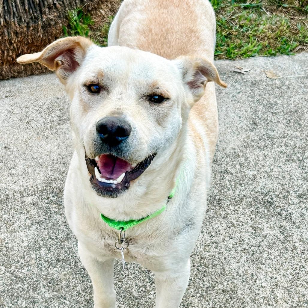 Enlarge Tamale, a Adoptable Yellow Labrador Retriever in Spring, TX image 6/6