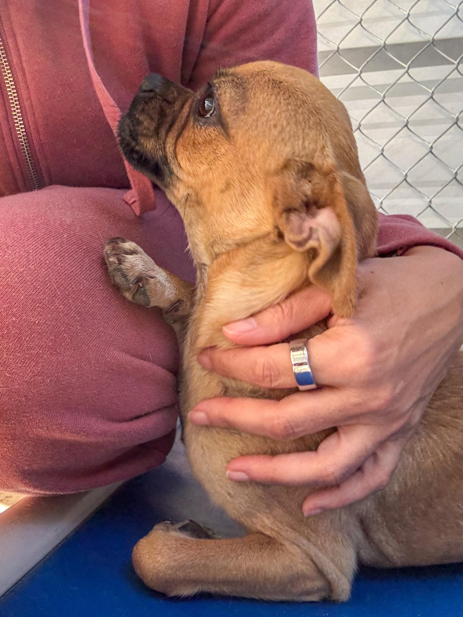 Enlarge Cheri, a Adoptable mixed breed in Fresno, CA image 4/6