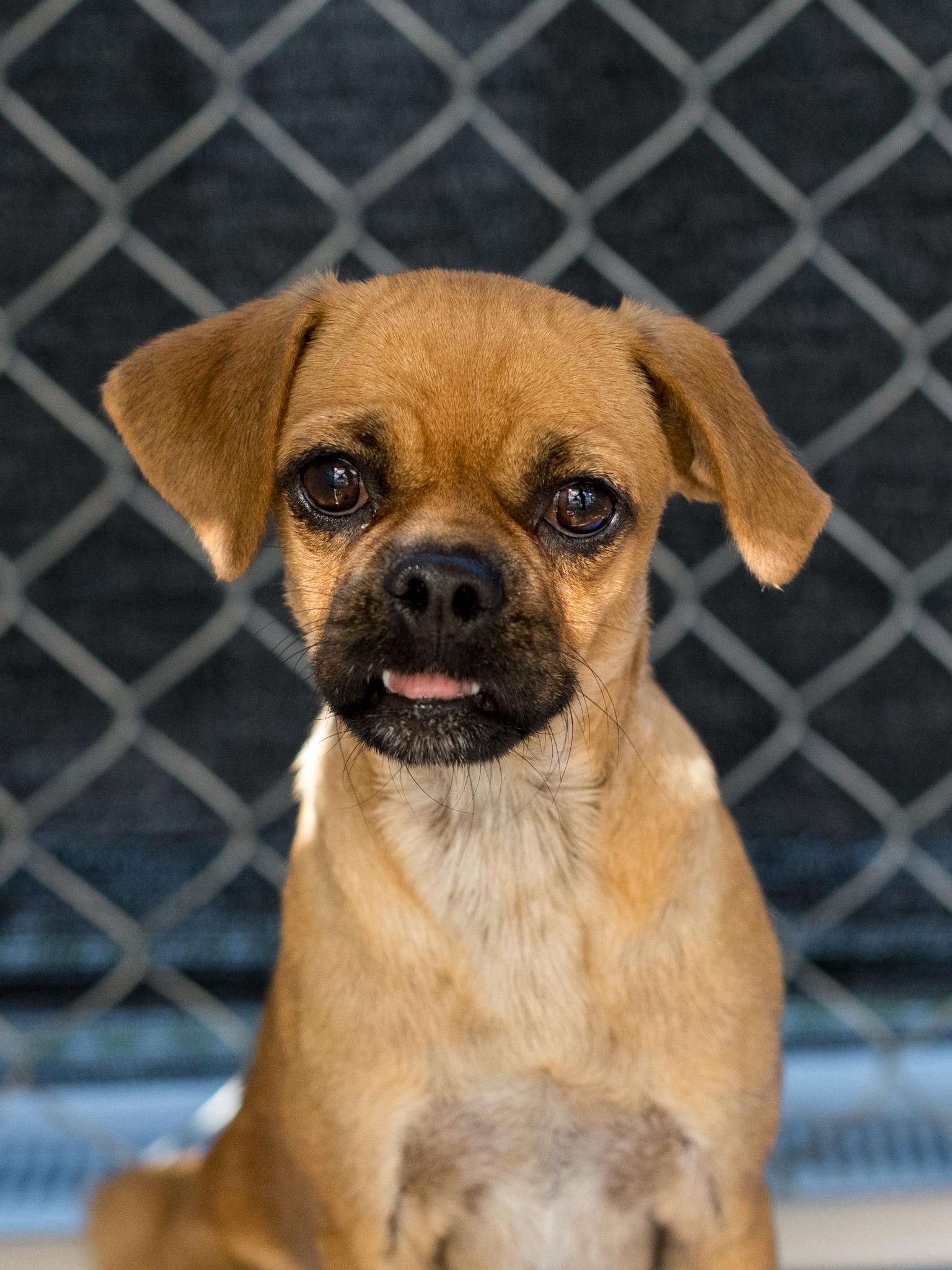 Enlarge Cheri, a Adoptable mixed breed in Fresno, CA image 5/6