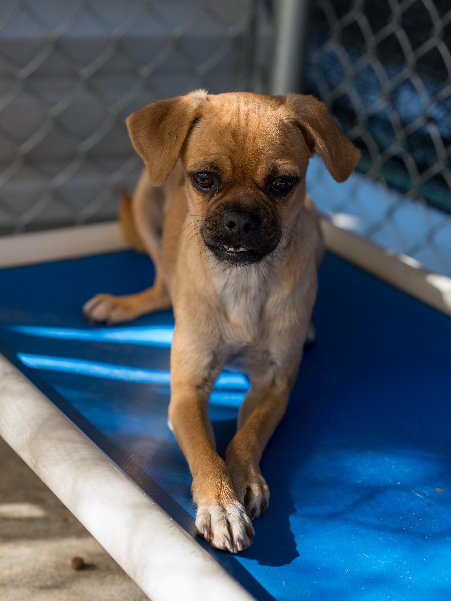 Enlarge Cheri, a Adoptable mixed breed in Fresno, CA image 2/6