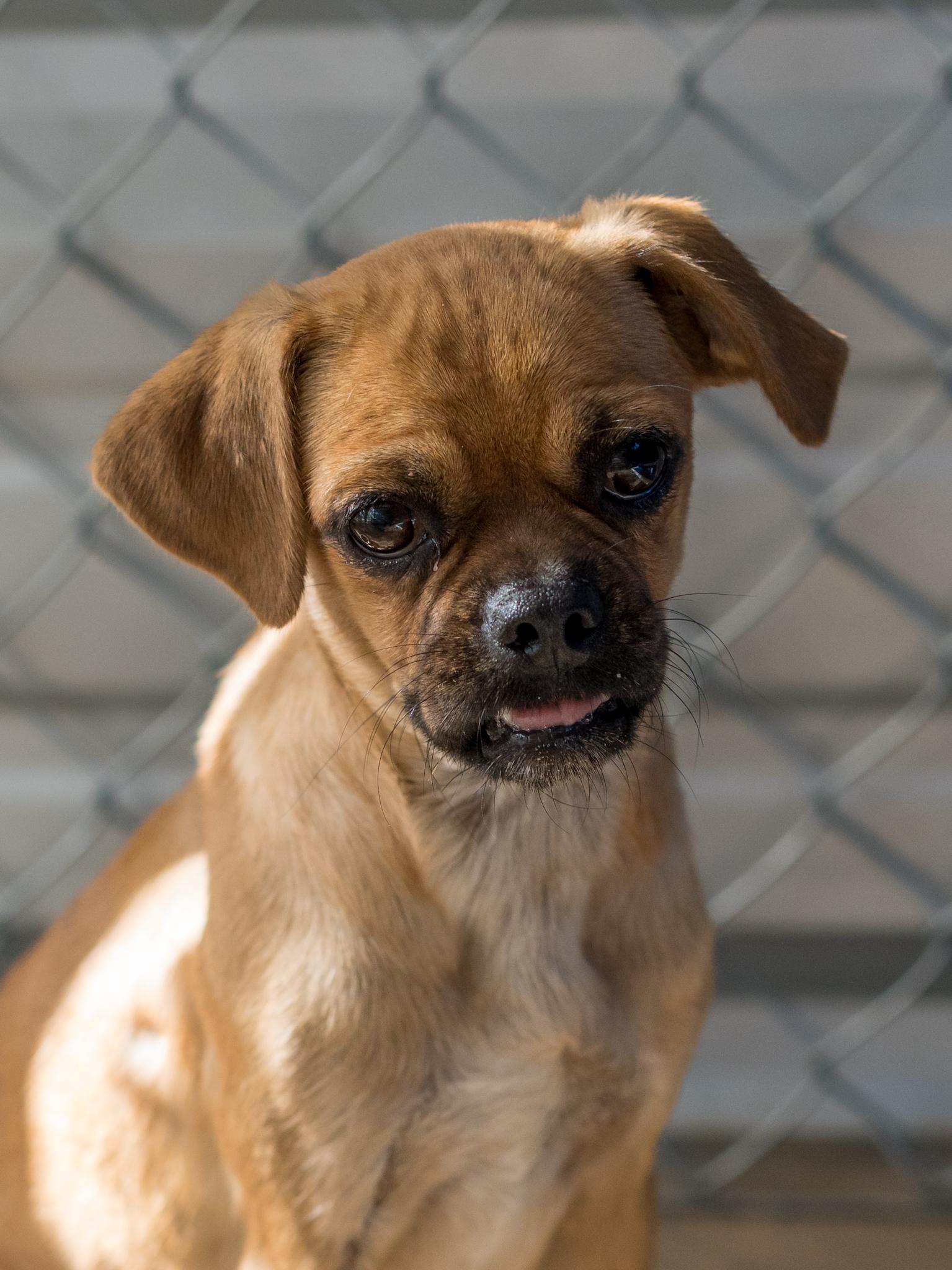 Enlarge Cheri, a Adoptable mixed breed in Fresno, CA image 1/6