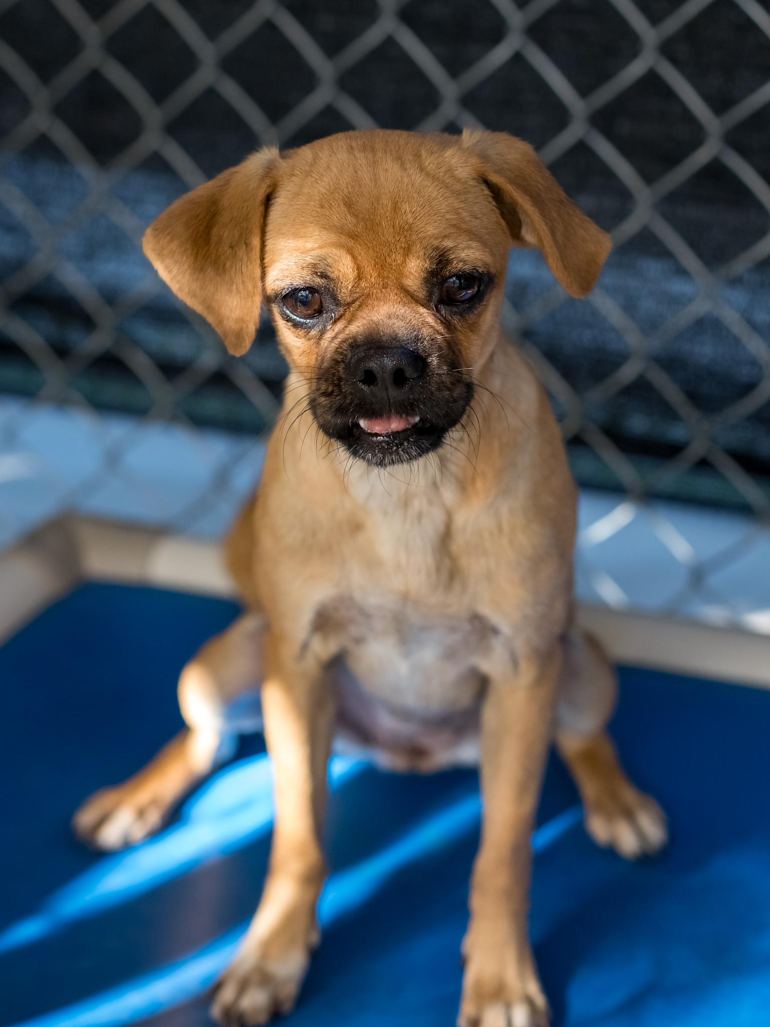 Enlarge Cheri, a Adoptable mixed breed in Fresno, CA image 6/6