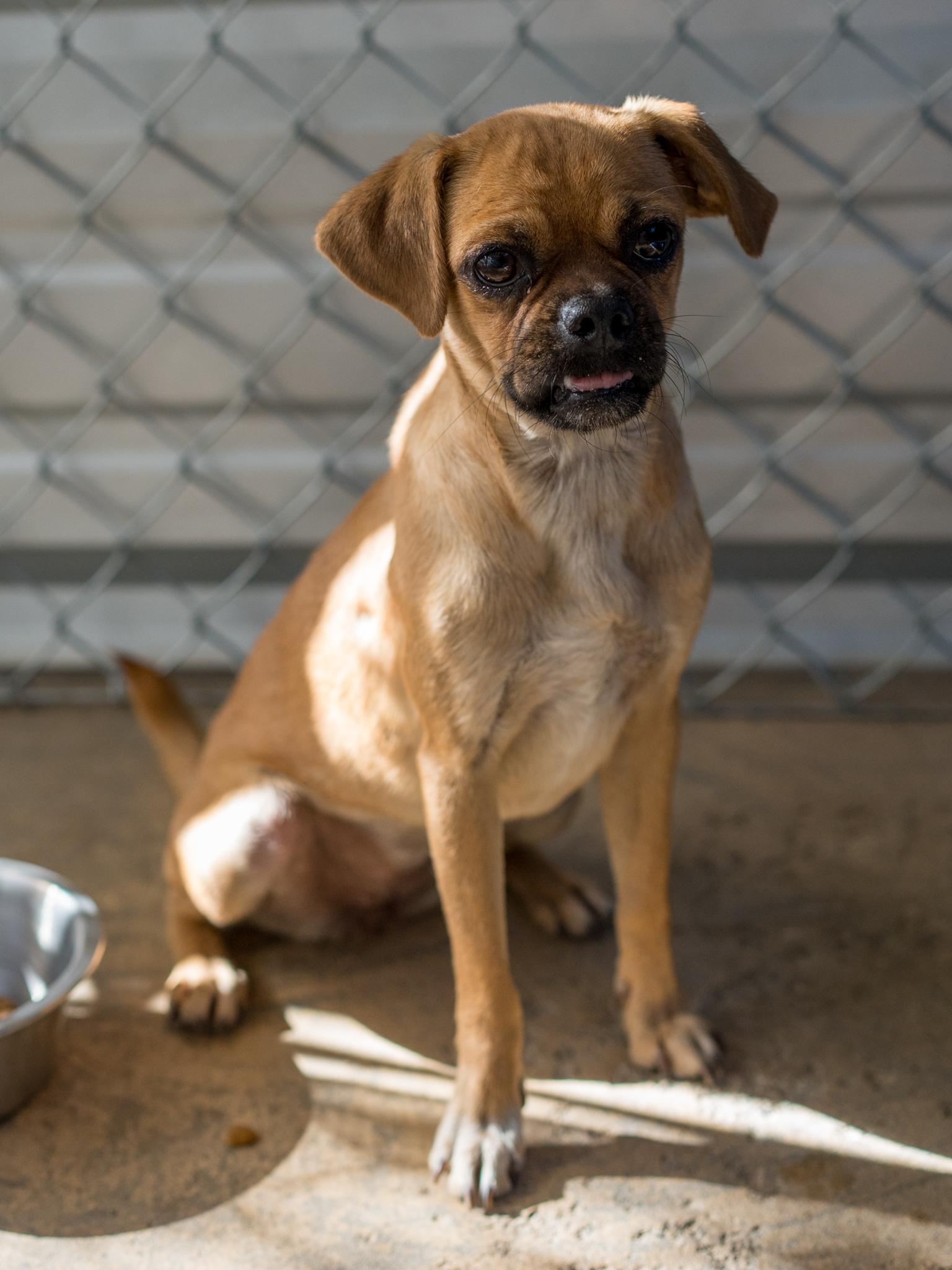 Enlarge Cheri, a Adoptable mixed breed in Fresno, CA image 3/6