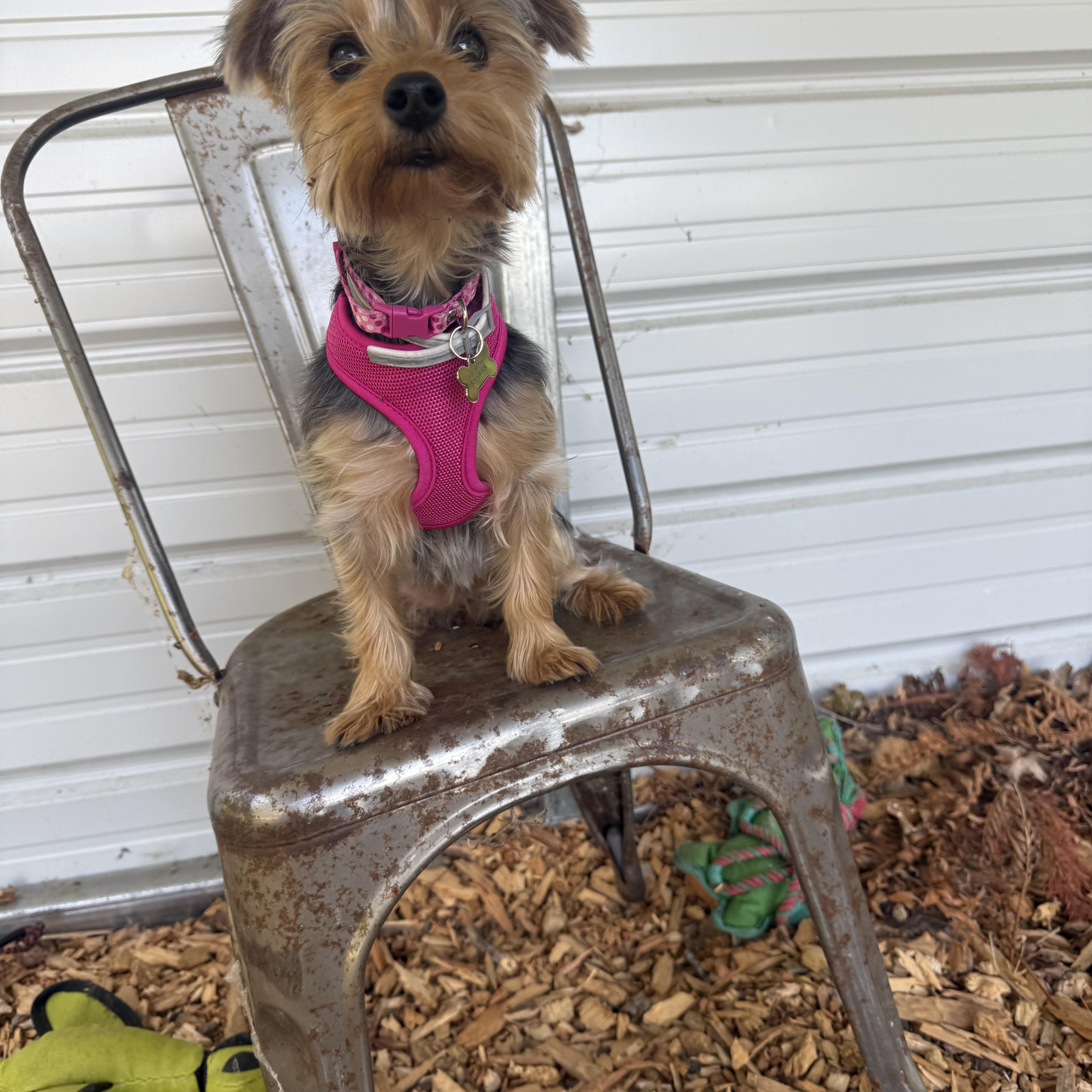 Brooklyn, ADOPTABLE, Young Female Yorkshire Terrier.