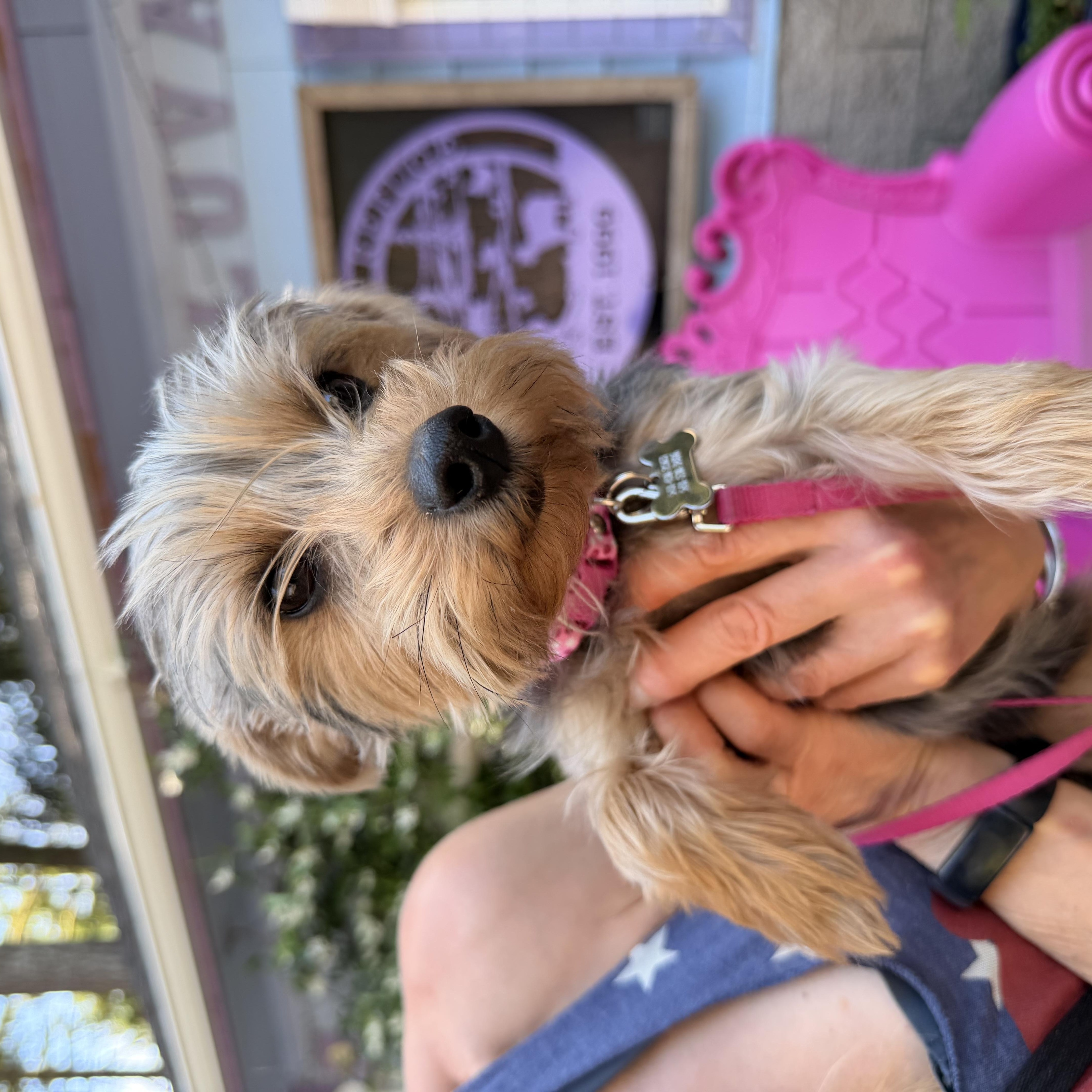 Brooklyn, a ADOPTABLE Yorkshire Terrier in Eugene, OR image 2/4