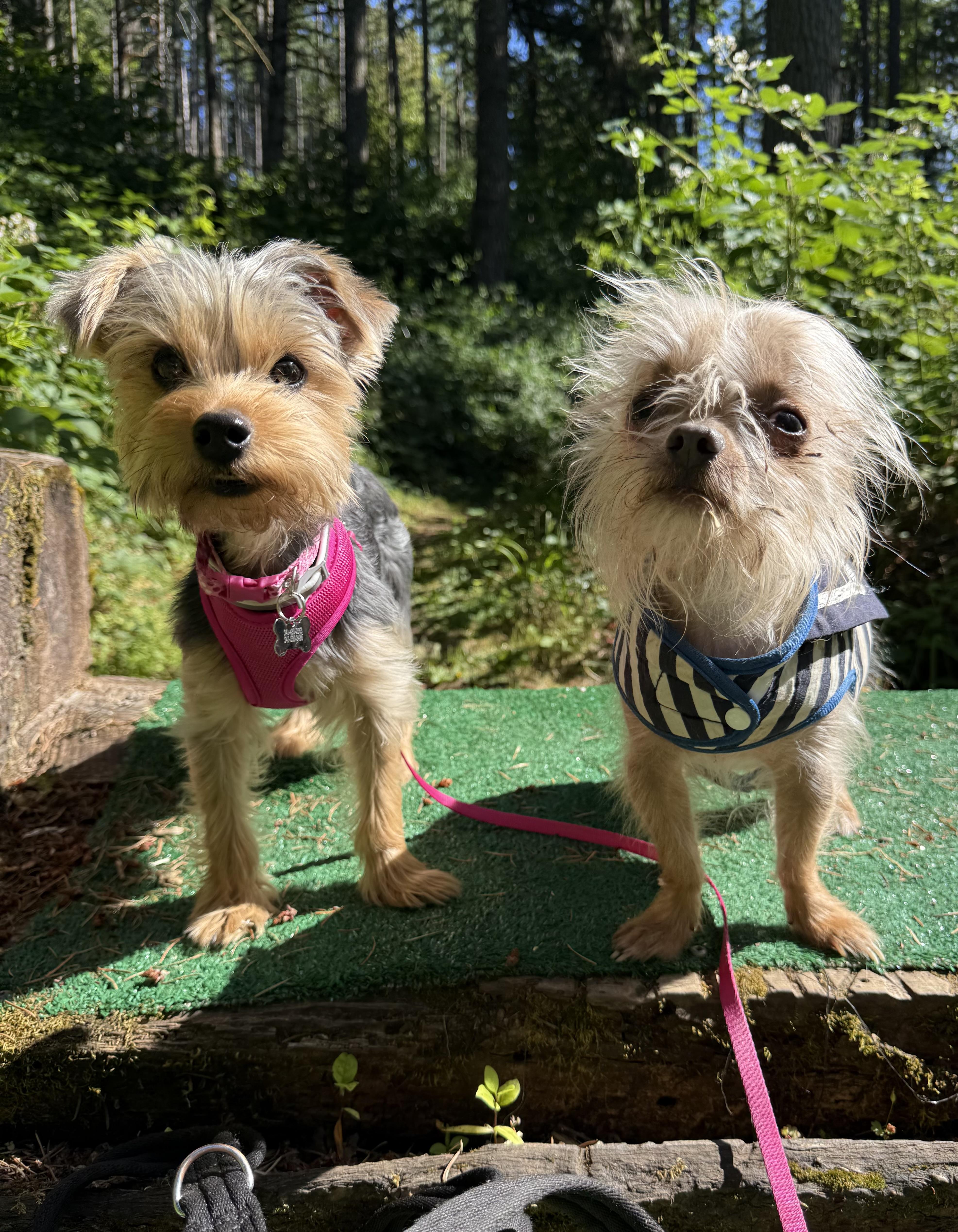 Brooklyn, a ADOPTABLE Yorkshire Terrier in Eugene, OR image 3/4