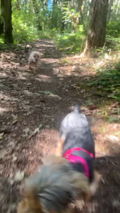 Enlarge Brooklyn, a ADOPTABLE Yorkshire Terrier in Eugene, OR video 4/4