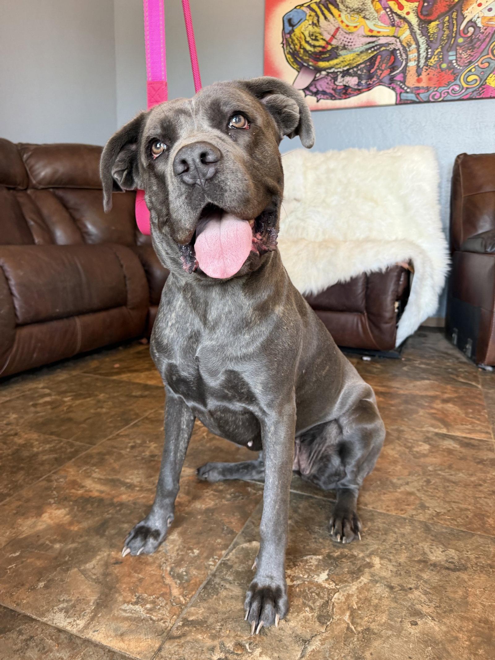 Enlarge Diamond, a Adoptable Cane Corso in Glendale, AZ image 2/3