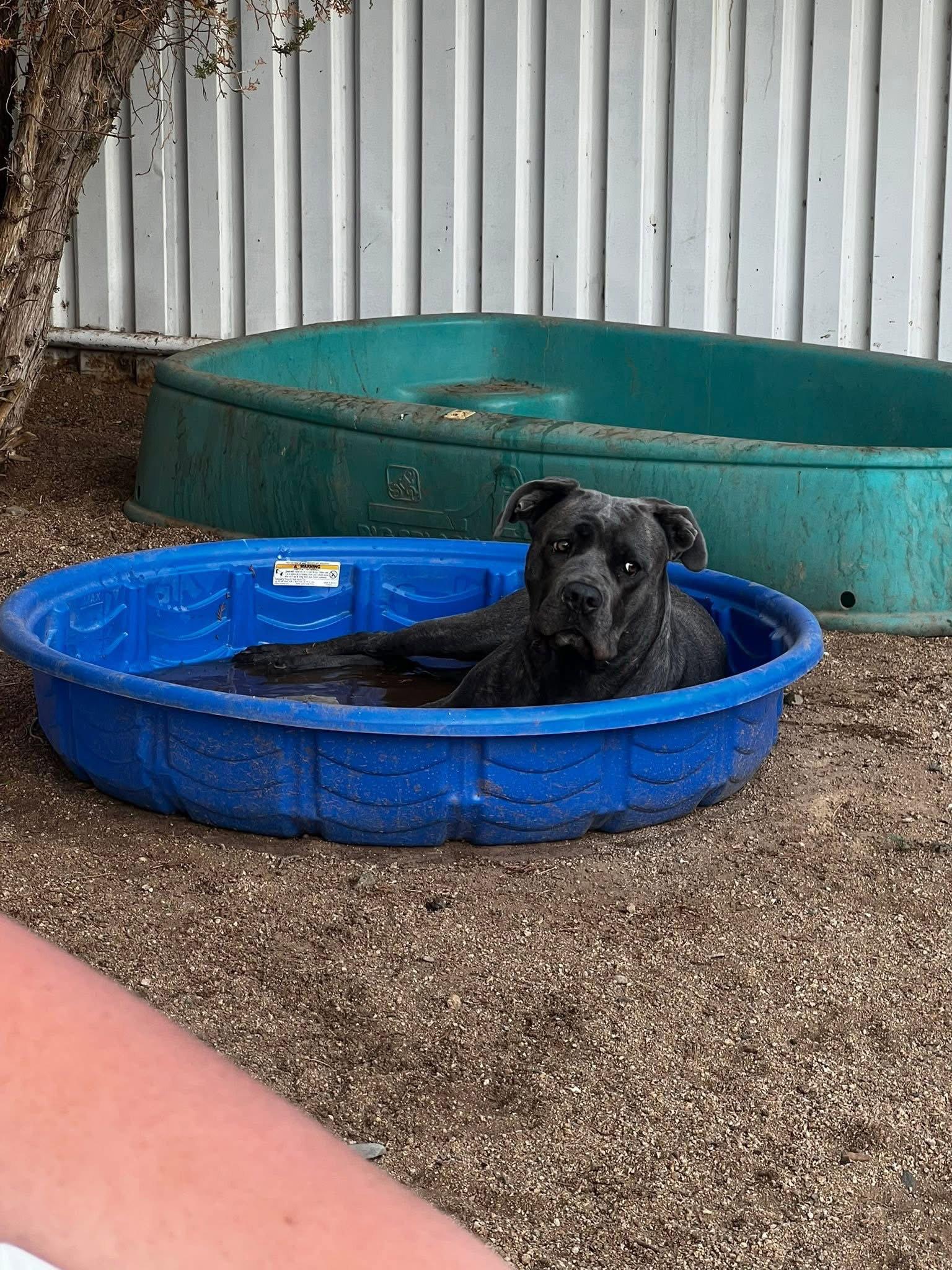 Enlarge Diamond, a Adoptable Cane Corso in Glendale, AZ image 3/3