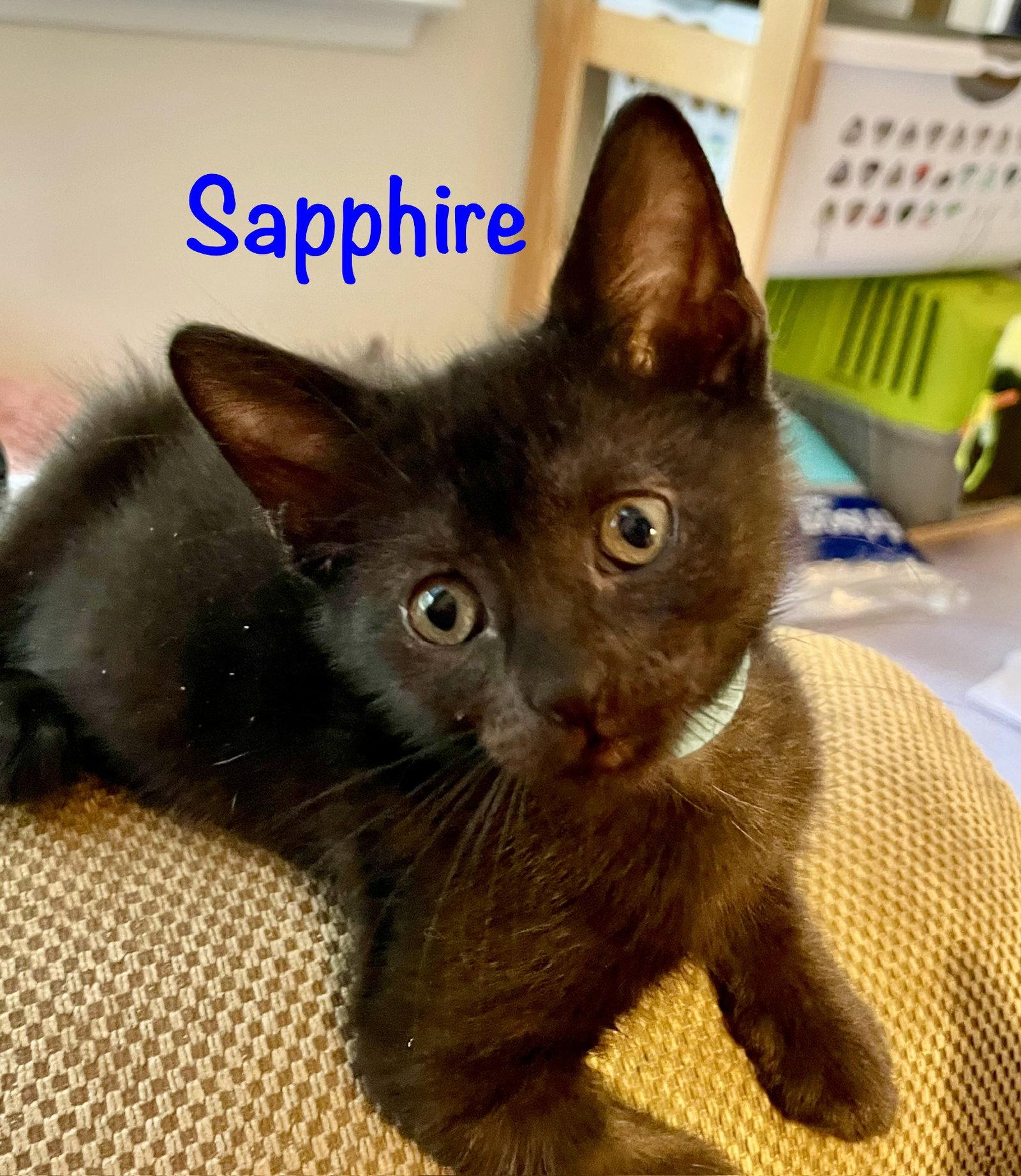 Sapphire, a Adoptable Domestic Short Hair in Reston, VA image 1/3